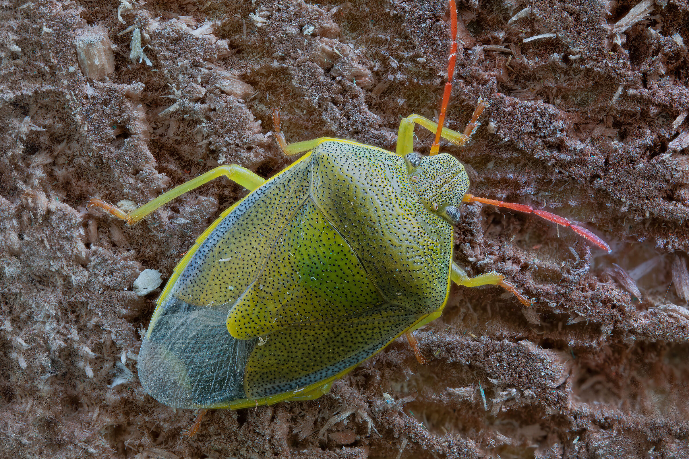 Piezodorus lituratus f. alliacea