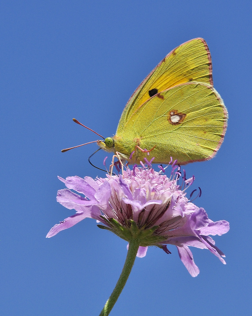 Colias crocea