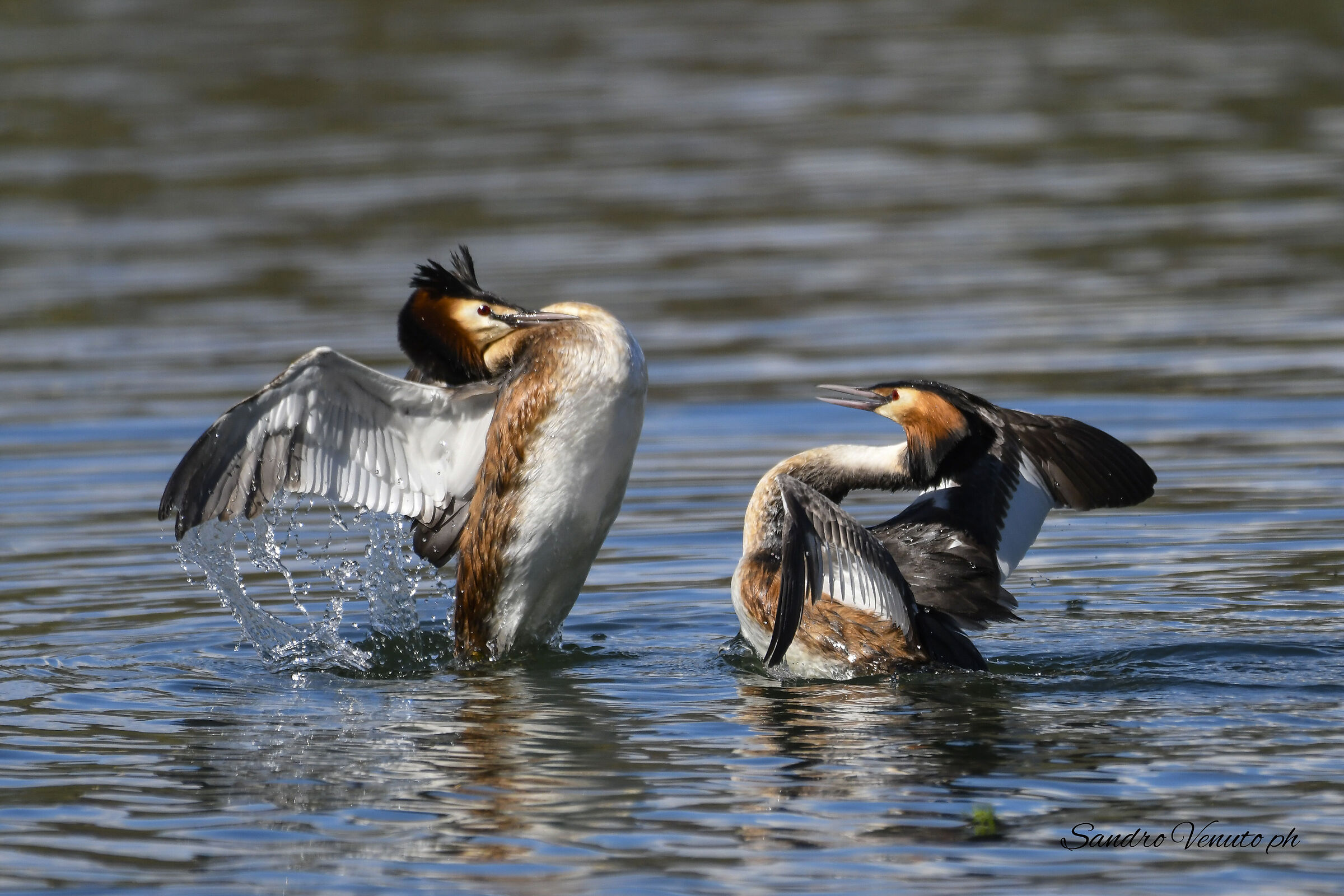 Quarrelsome Grebes