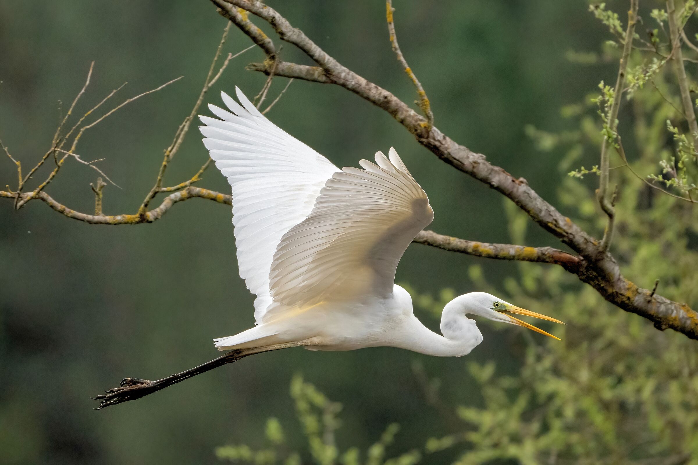 Great White Heron (Casmerodius albus)
