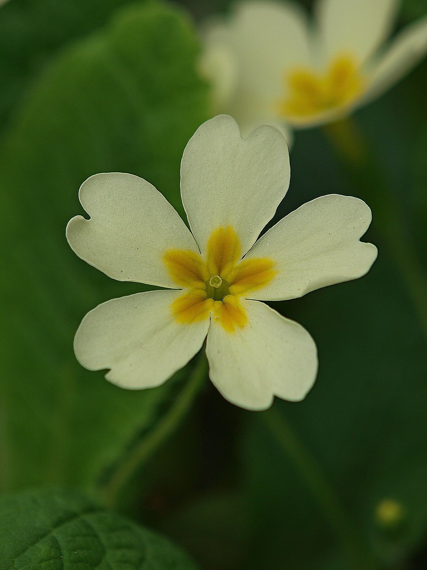 primula