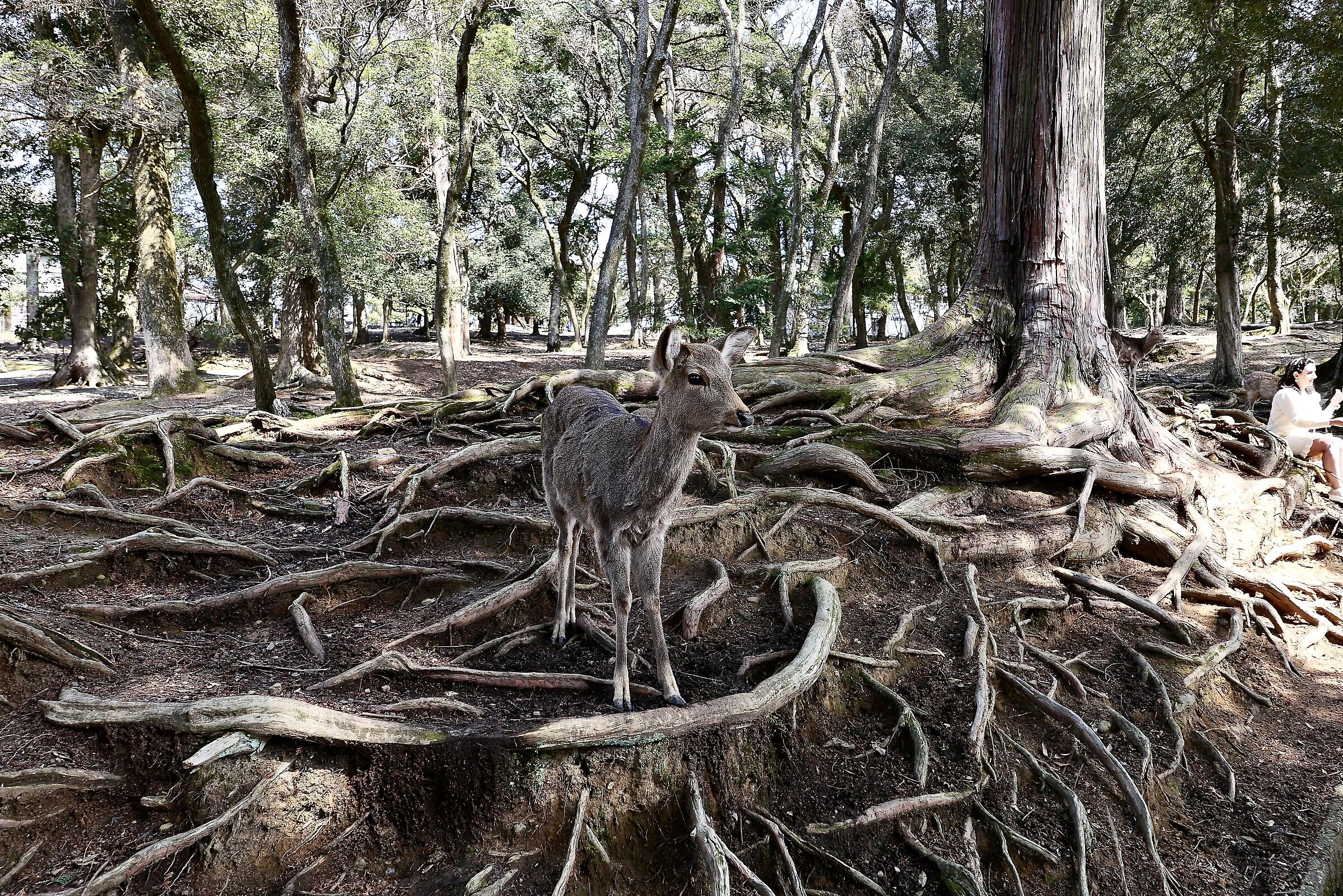 Fallow deer Japan
