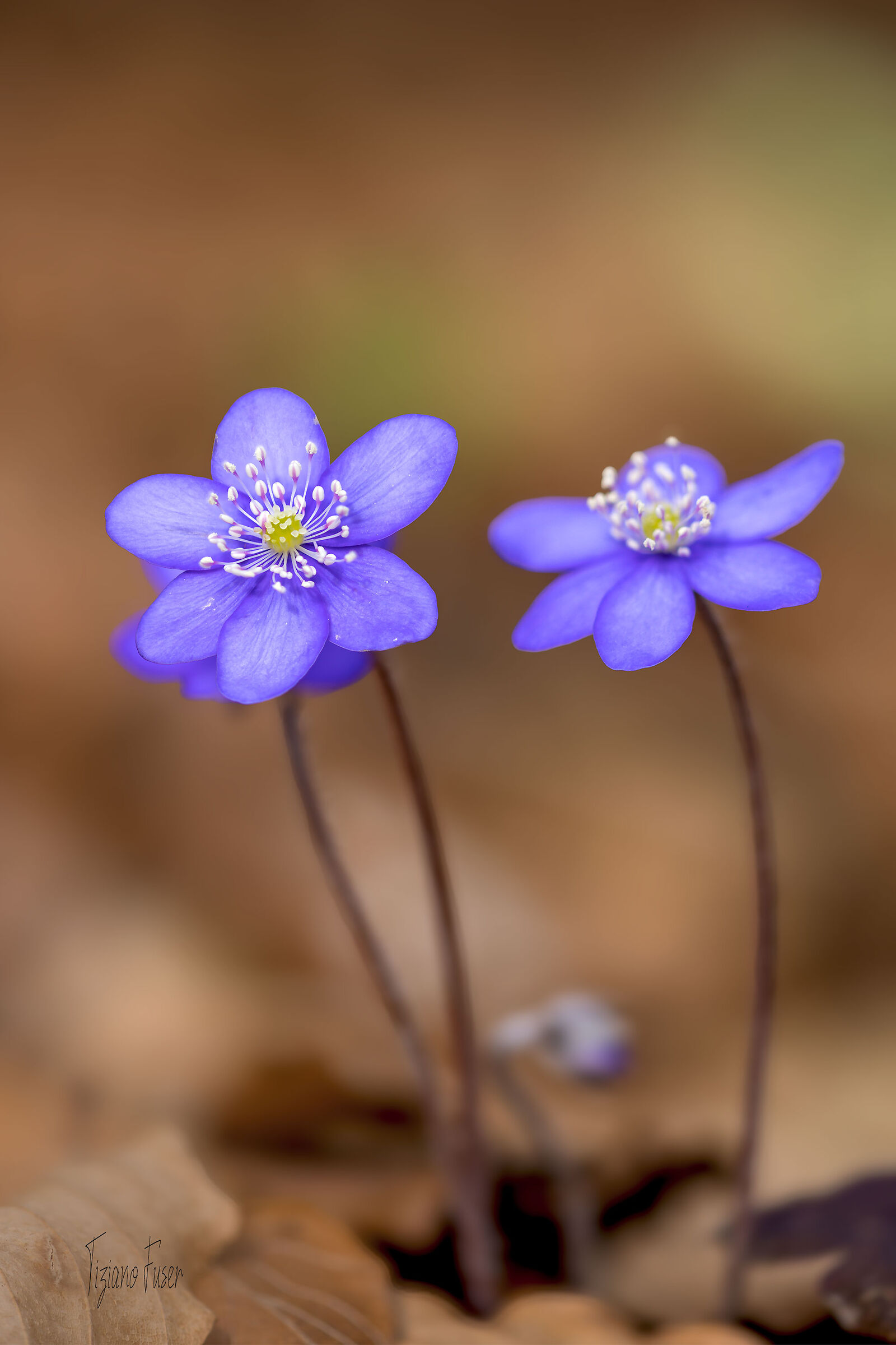 Hepatica Nobilis