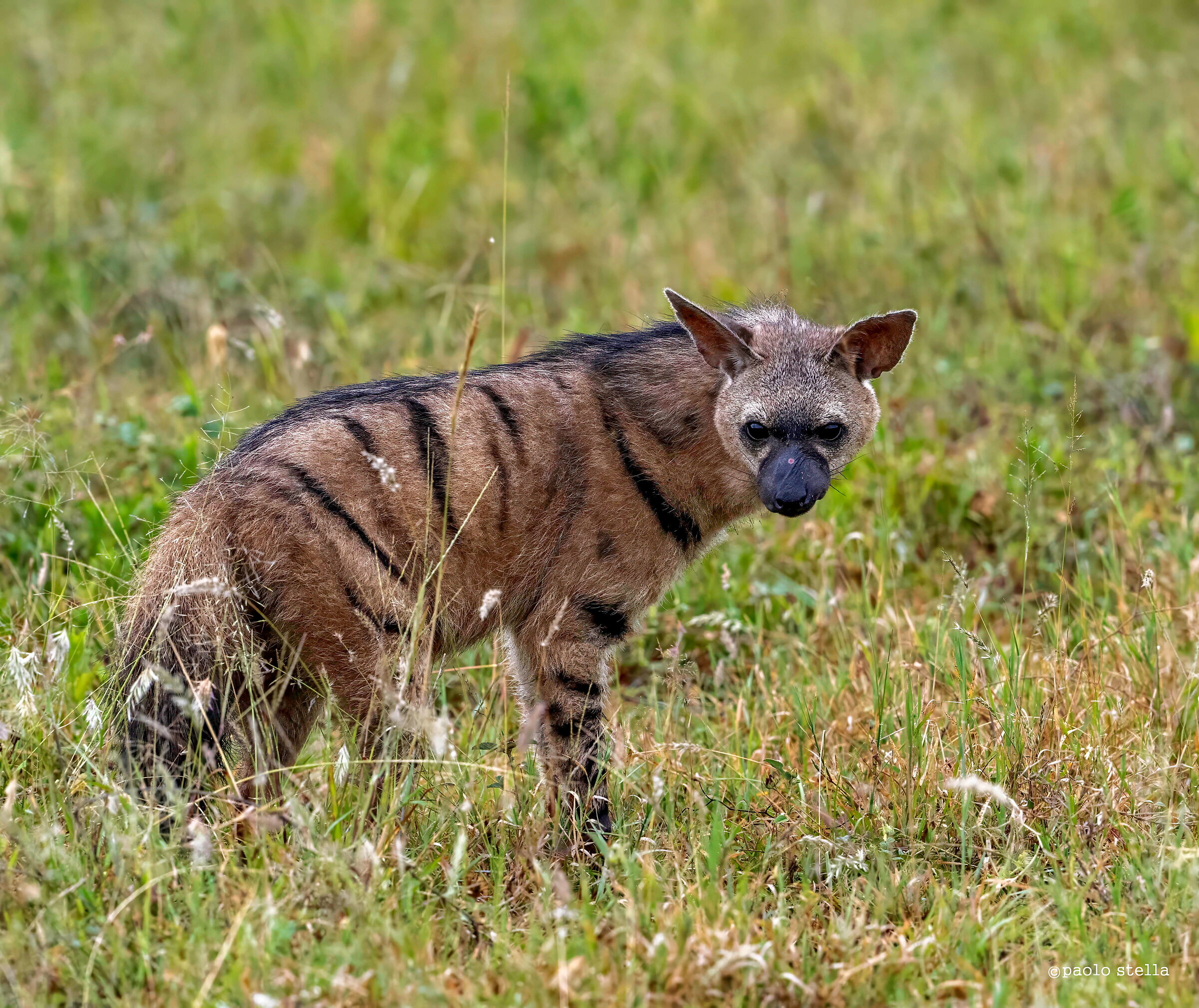aardwolf