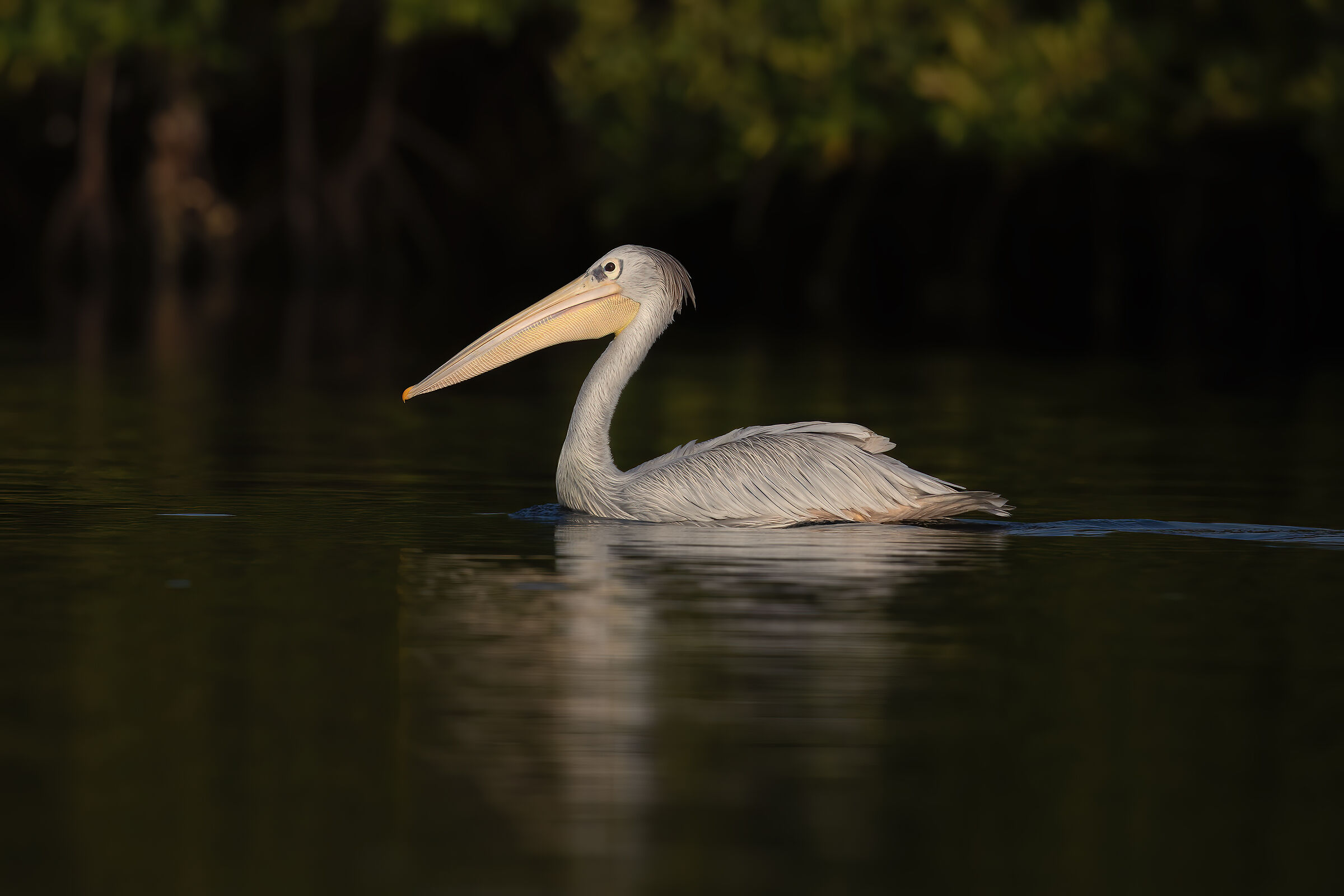 Pellicano rossiccio fra le mangrovie