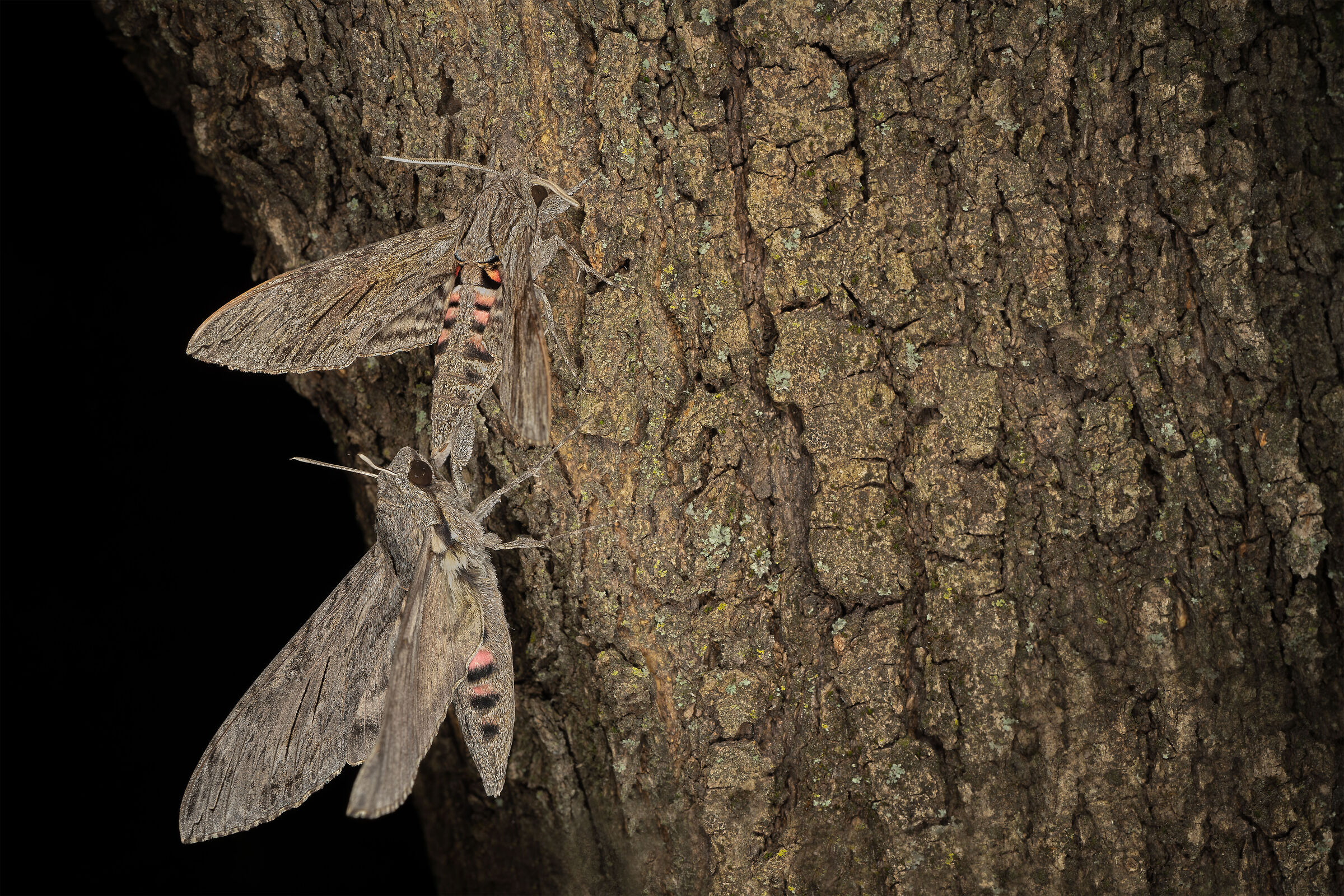 La vita del mondo nascosto...