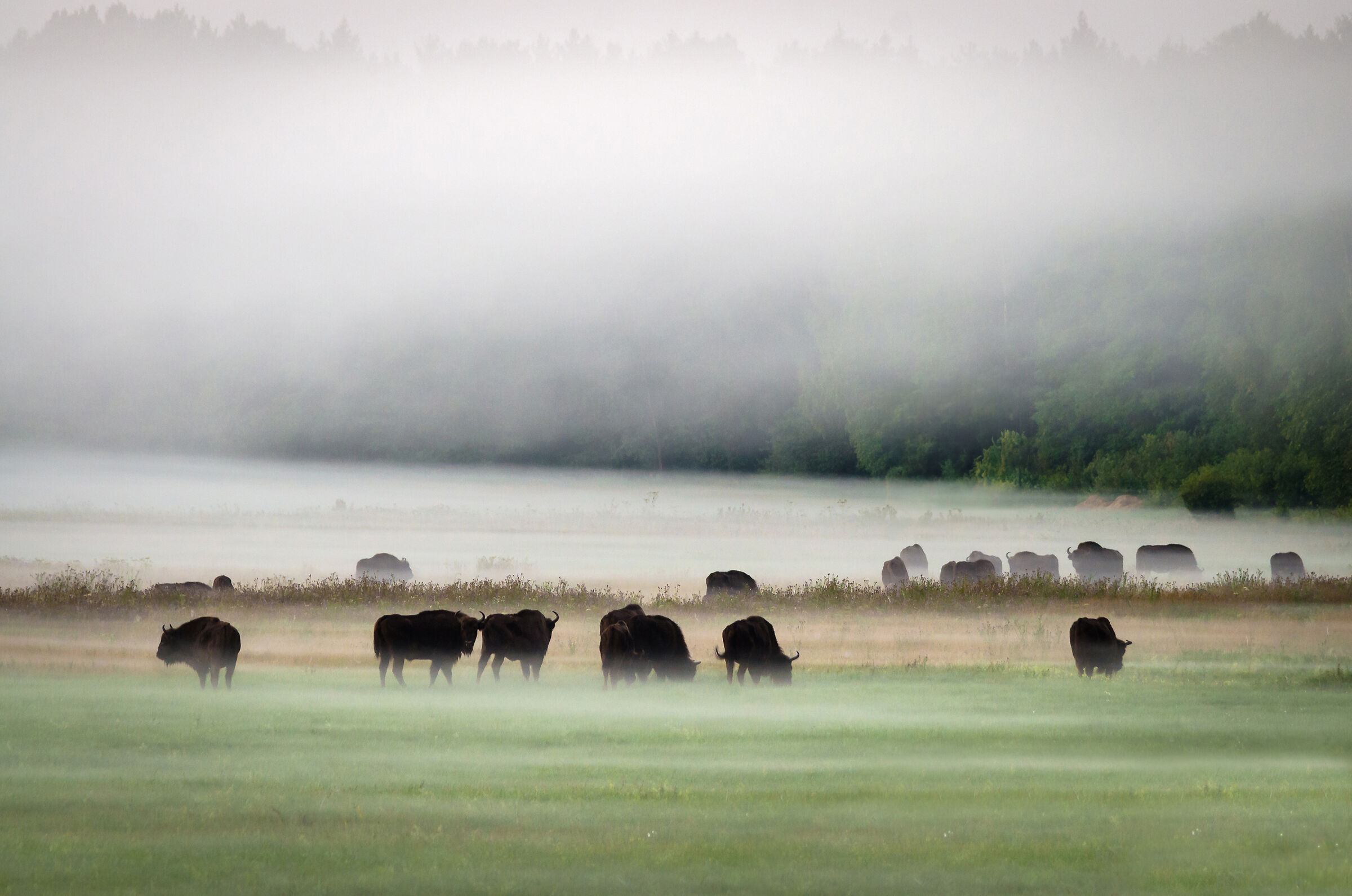 Bisonti a Bia&lstrok;owieza