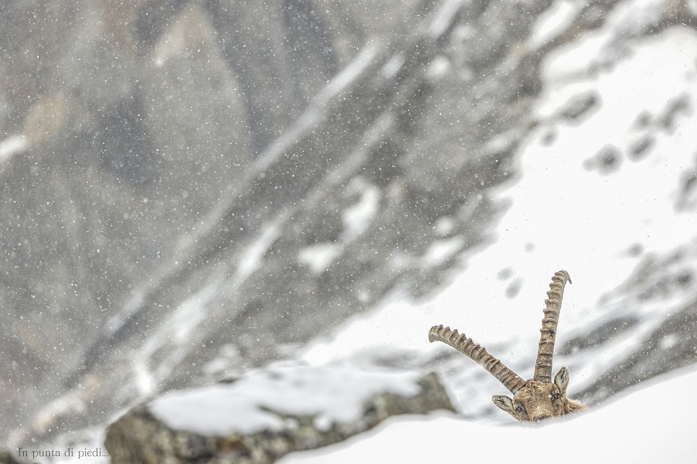 This morning a little more snow...