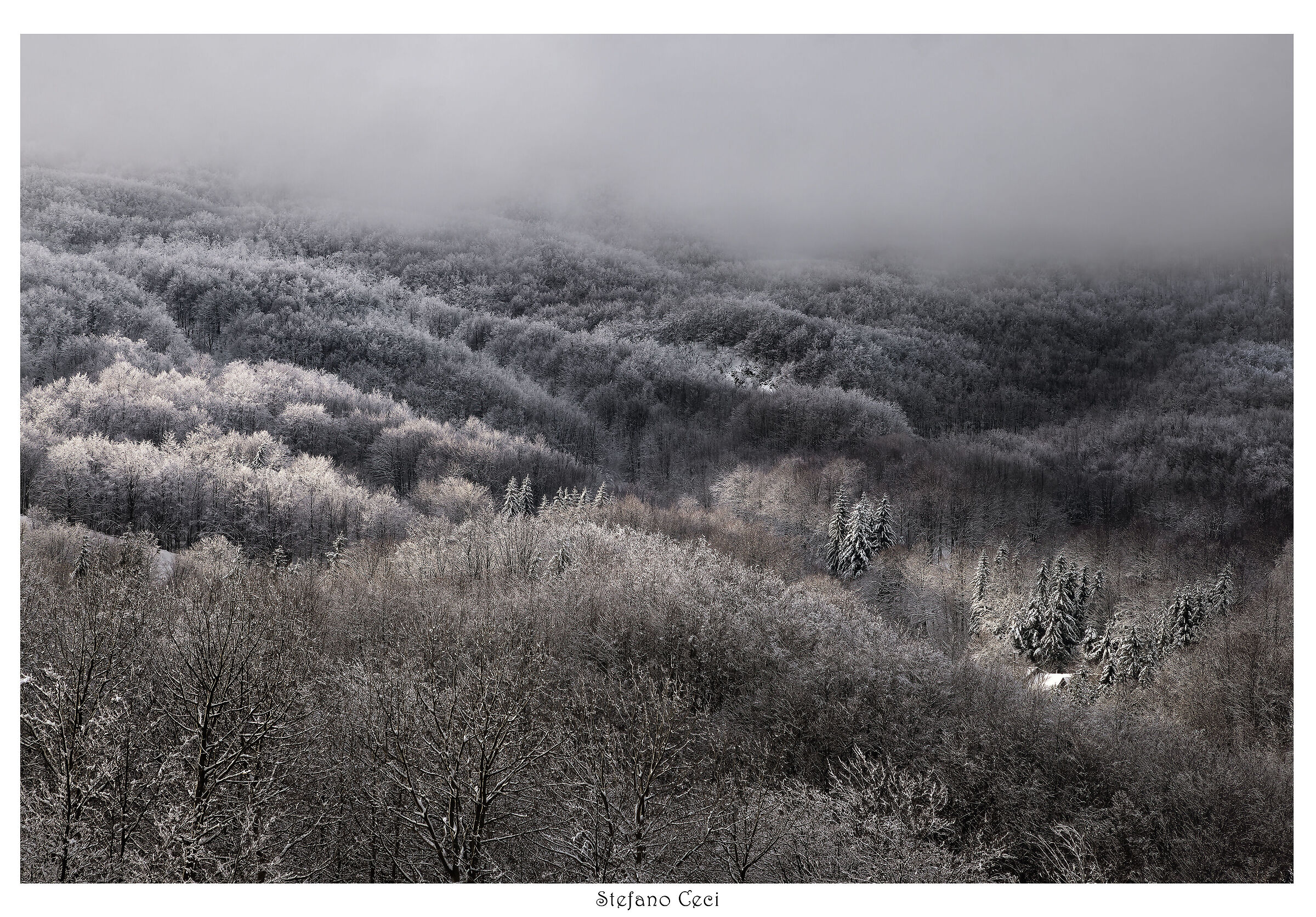 The whitewashed forest