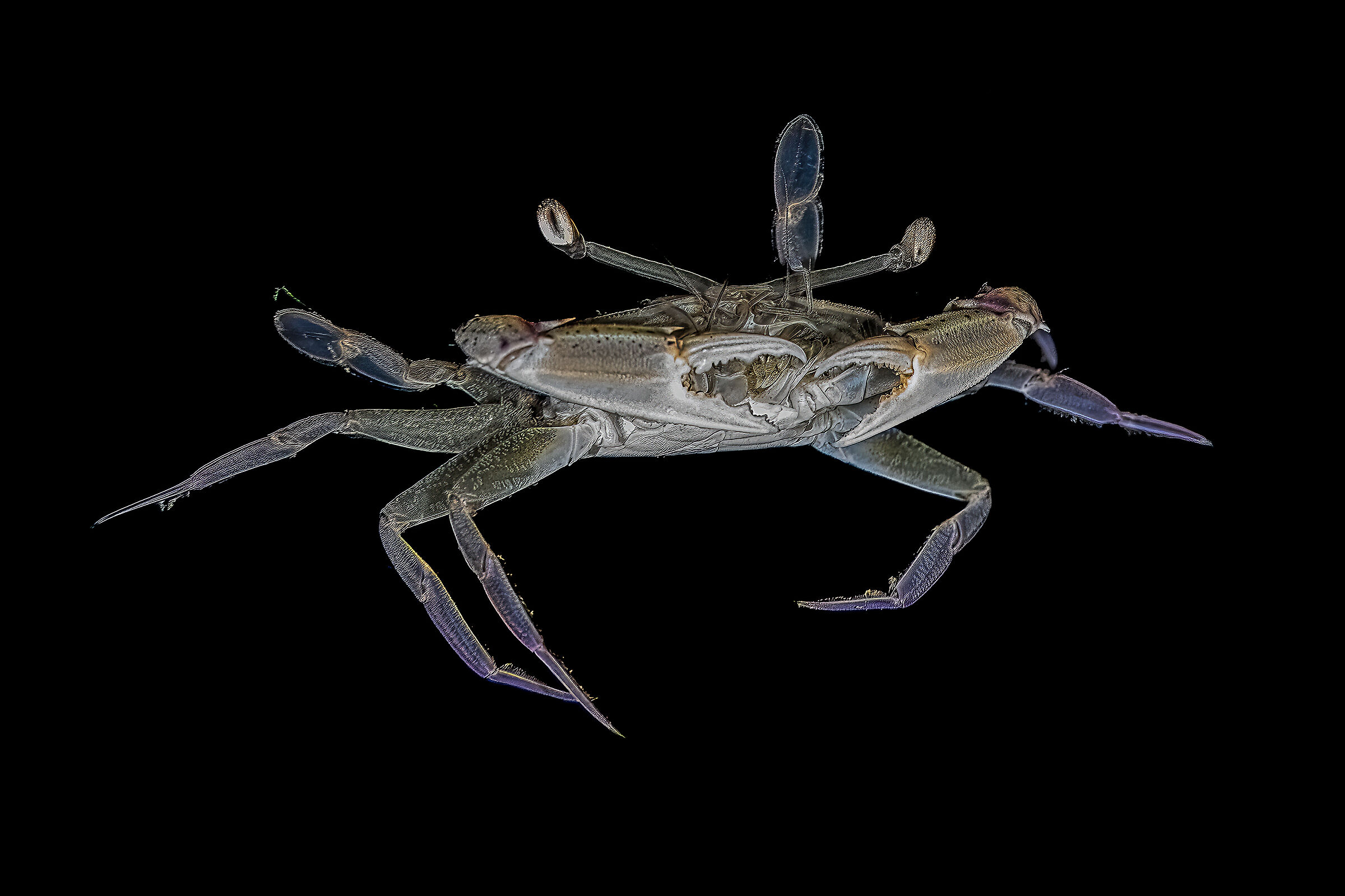 crab