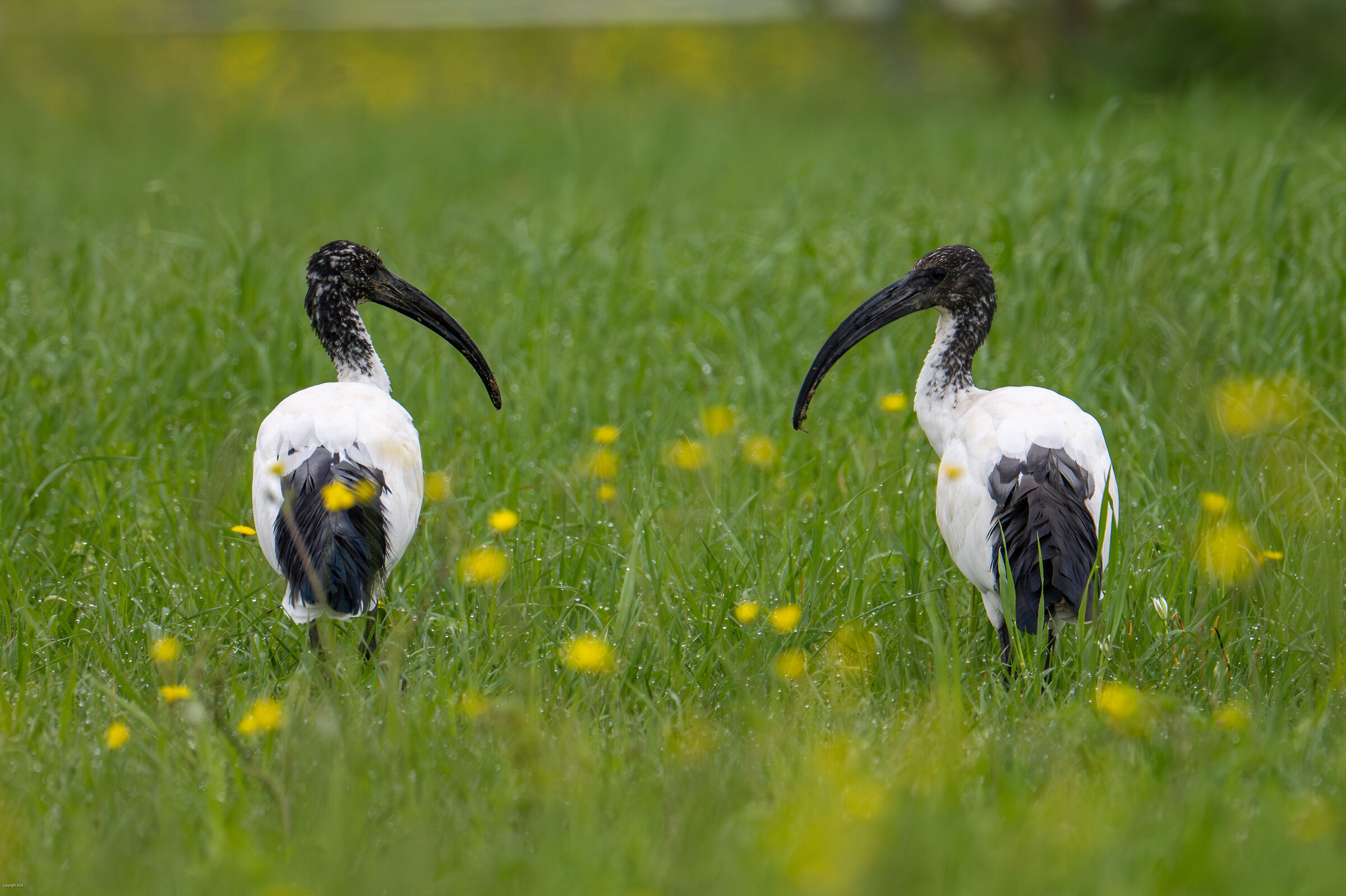 but ugly that you are.....   And you're beautiful you!