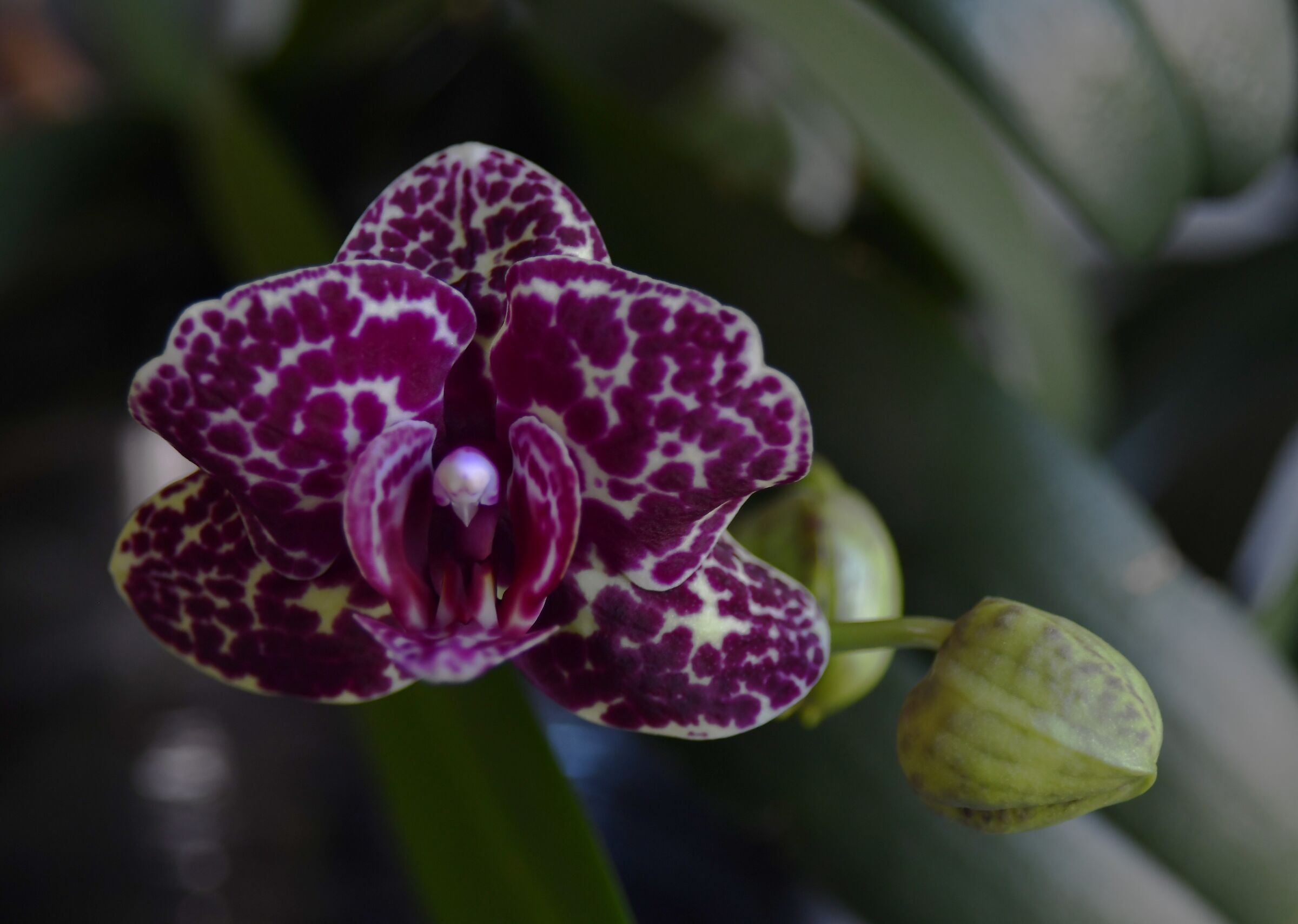 Phalenopsis