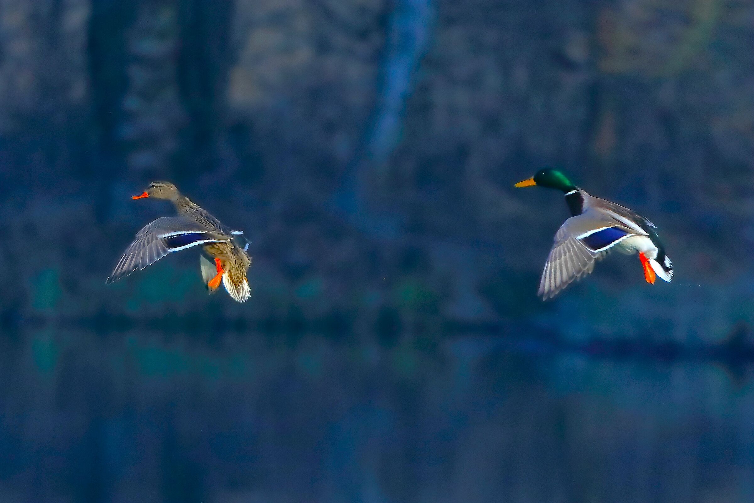 Germani 24 January 2024 - 0139