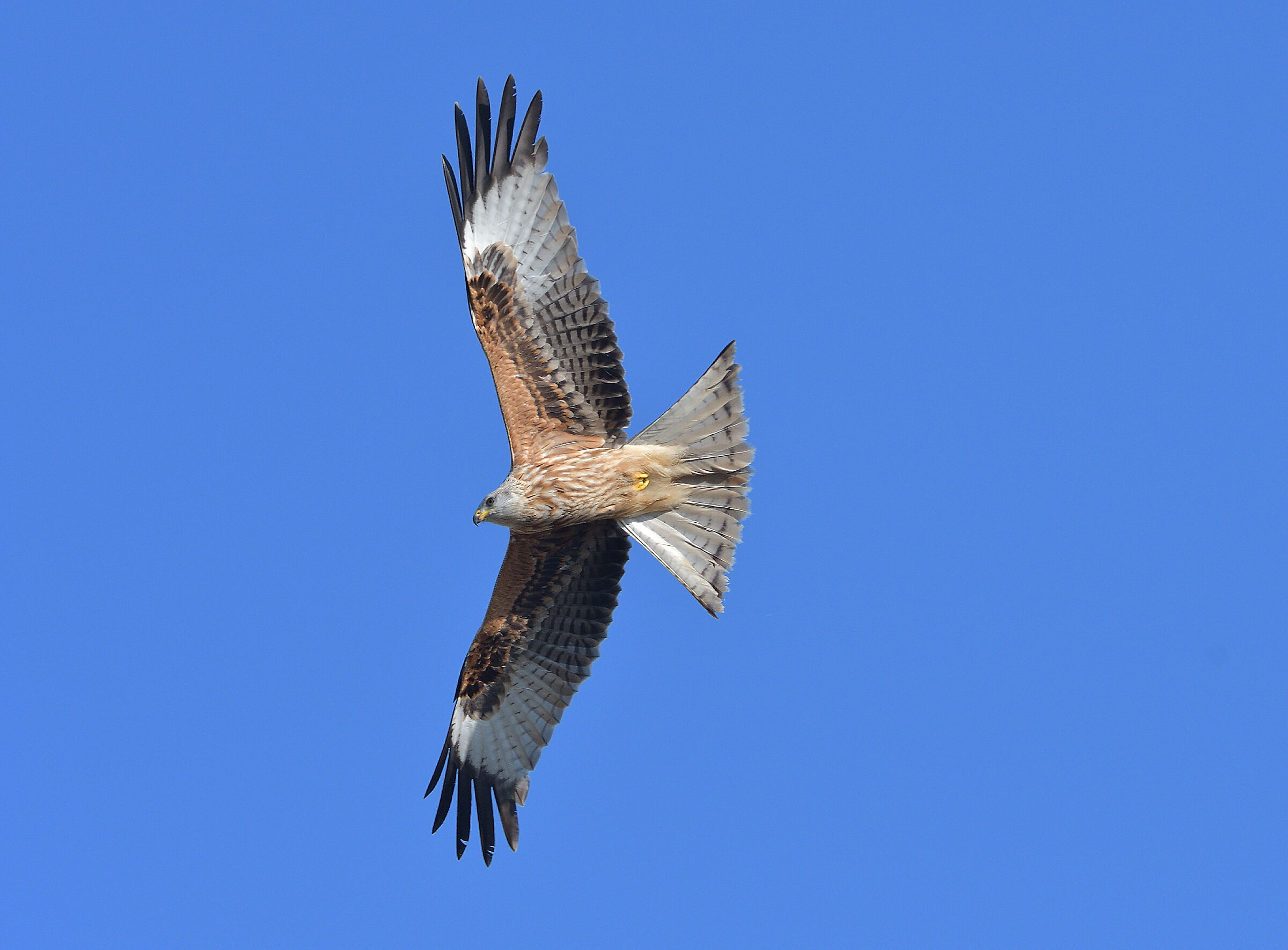 Red kite..