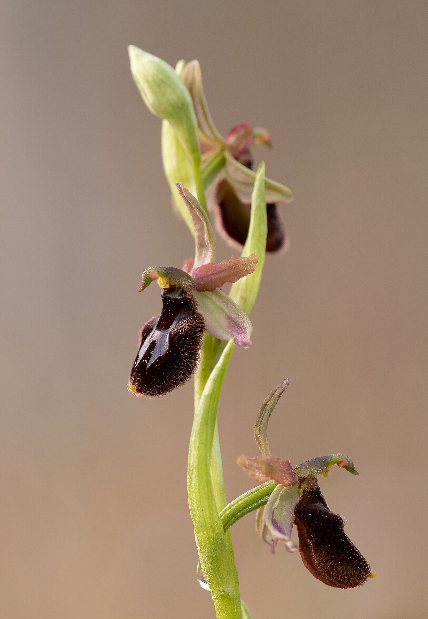 Ophrys x sentinensis x Ophrys bertolonii