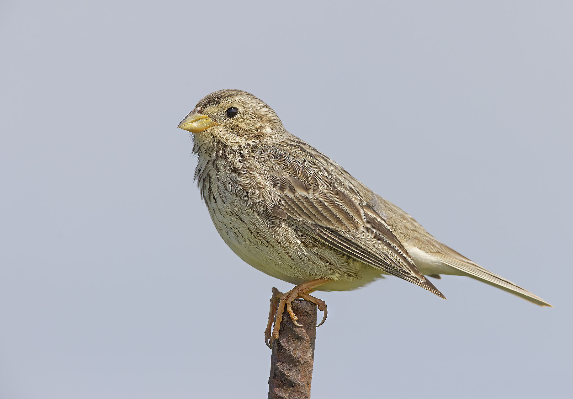 strillozzo (emberiza calandra) prova r5