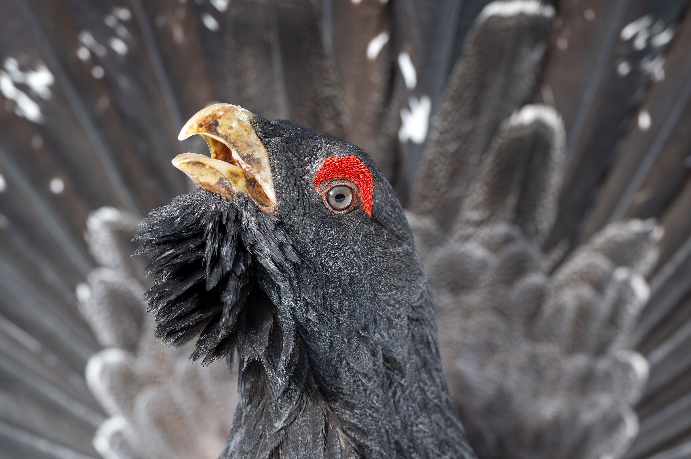 Gallo cedrone nelle Dolomiti