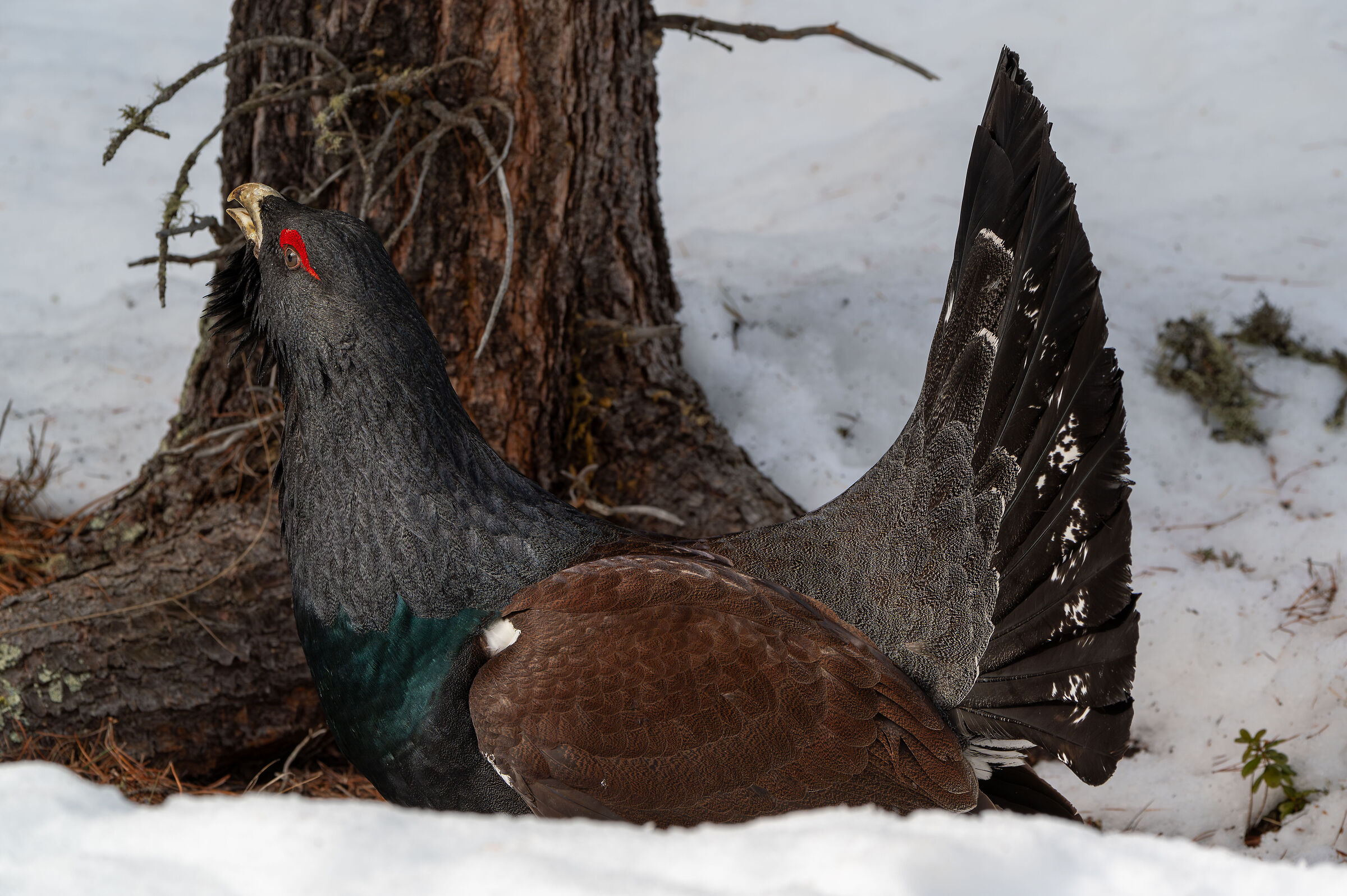 Gallo cedrone nelle Dolomiti