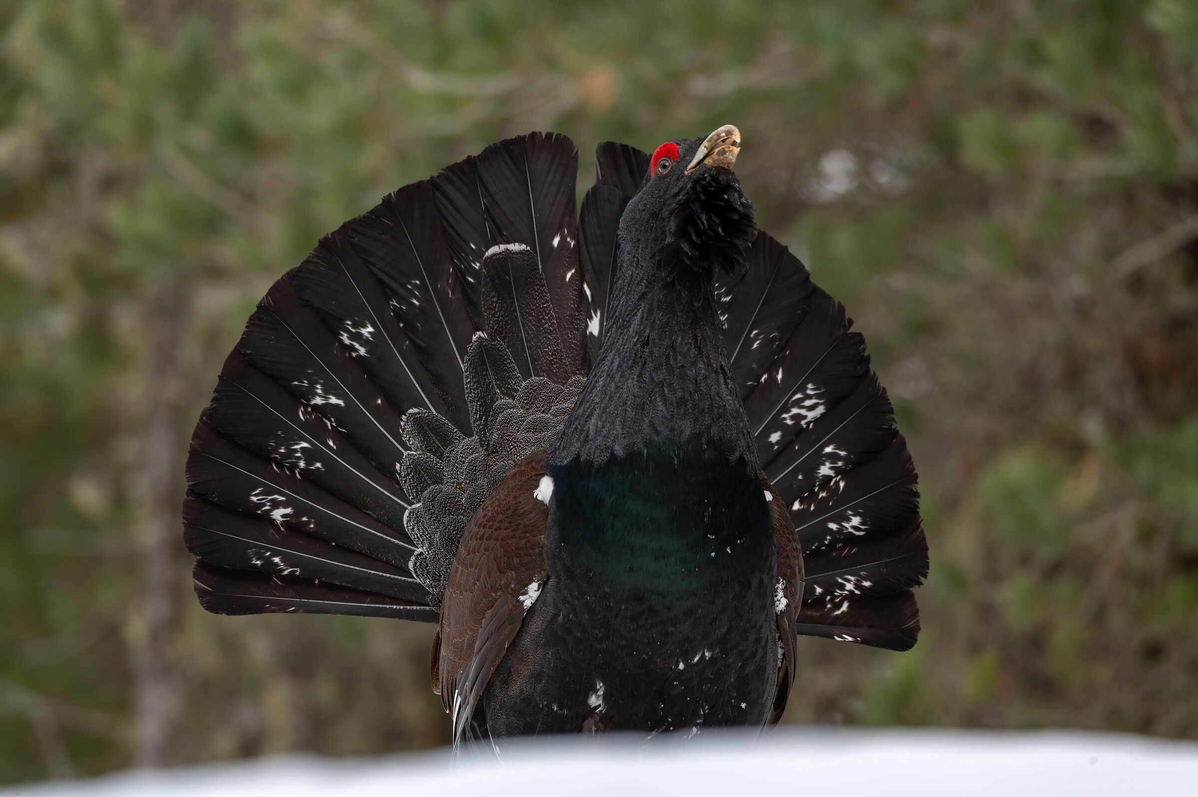 Gallo cedrone nelle Dolomiti