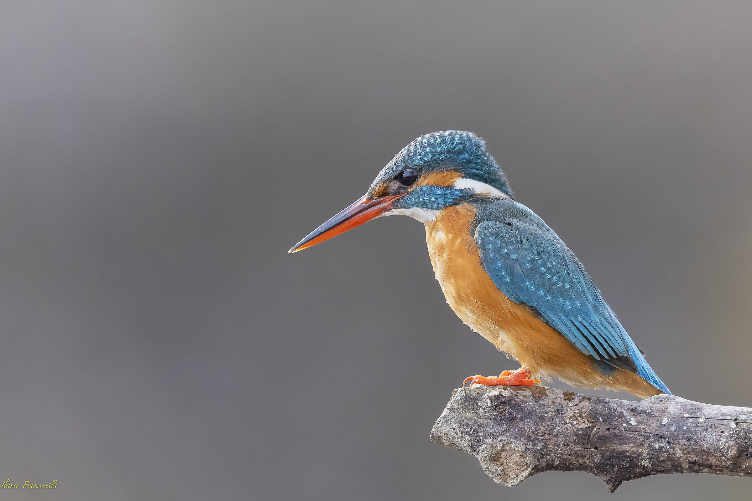 Kingfisher