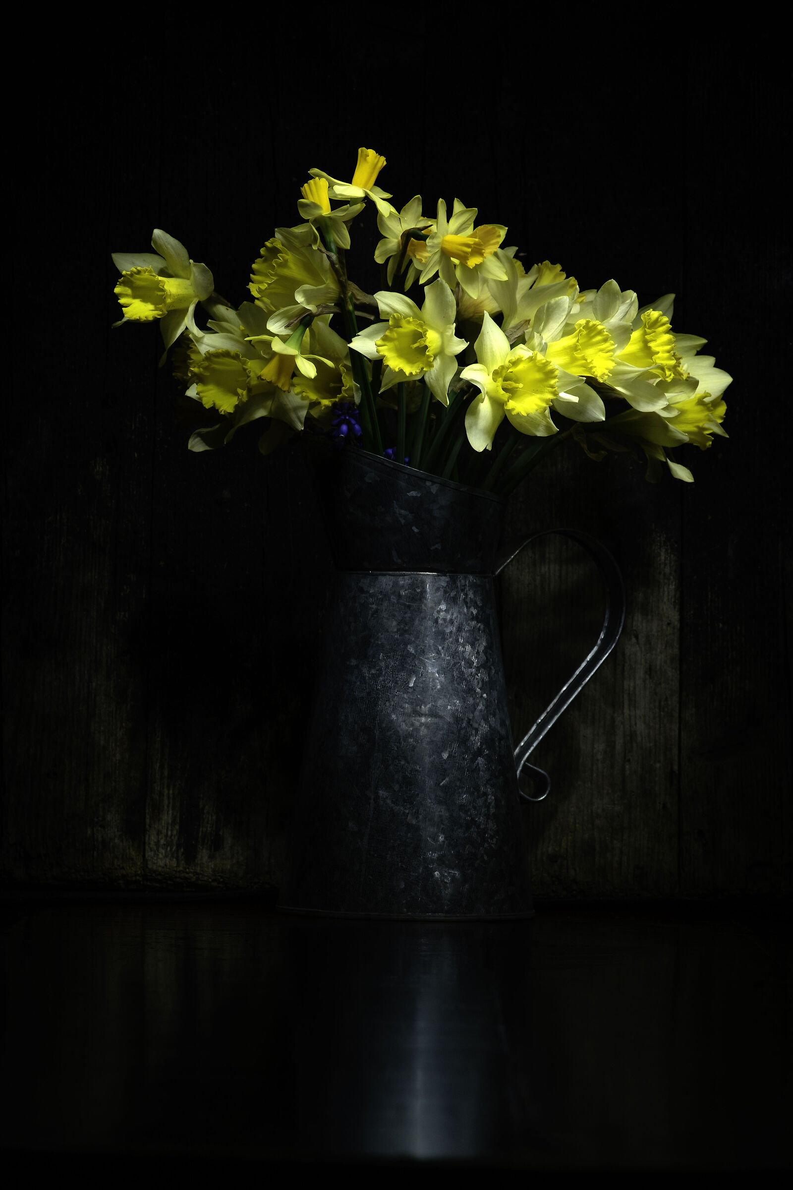 Daffodils in abundance