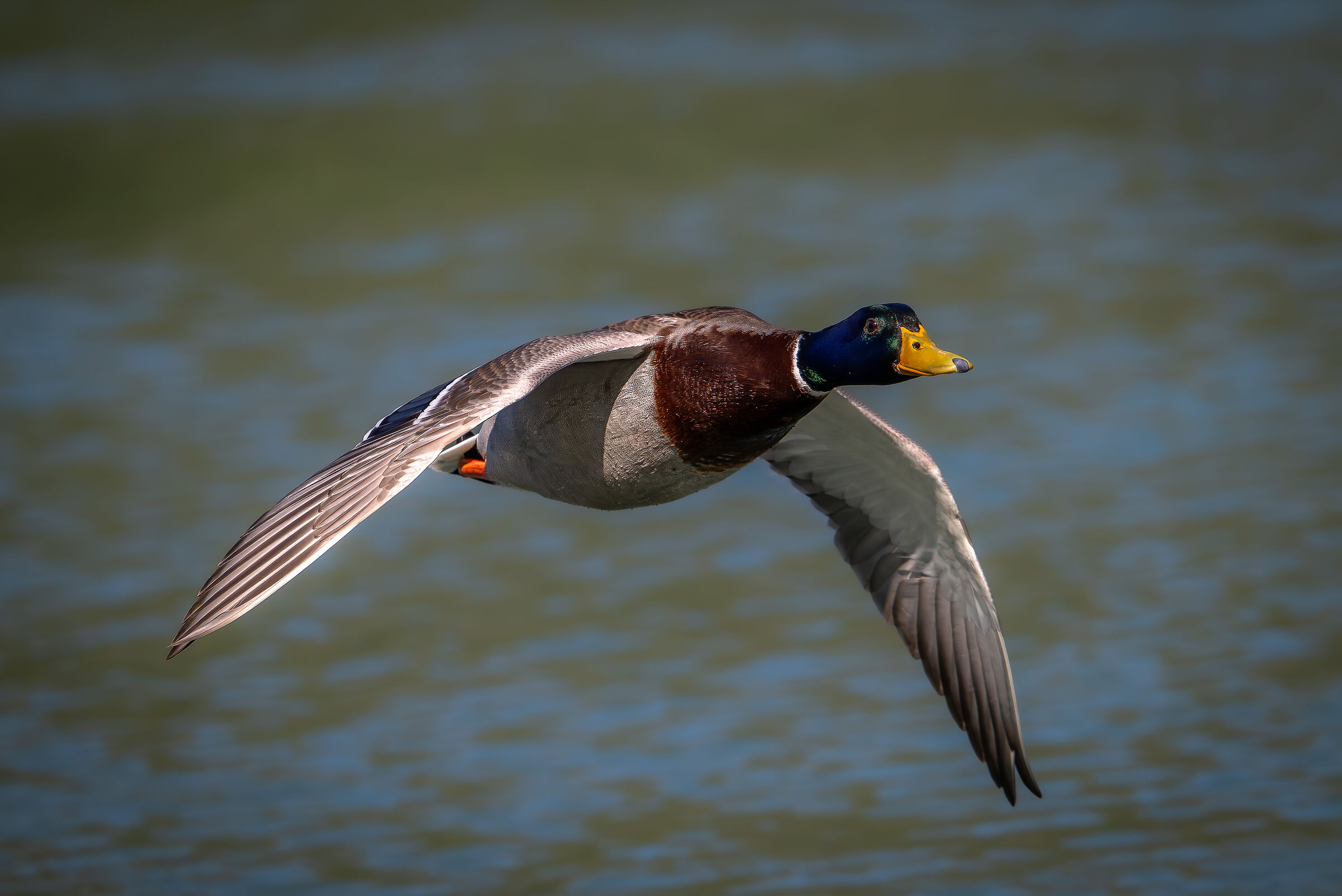 Mallard in flight