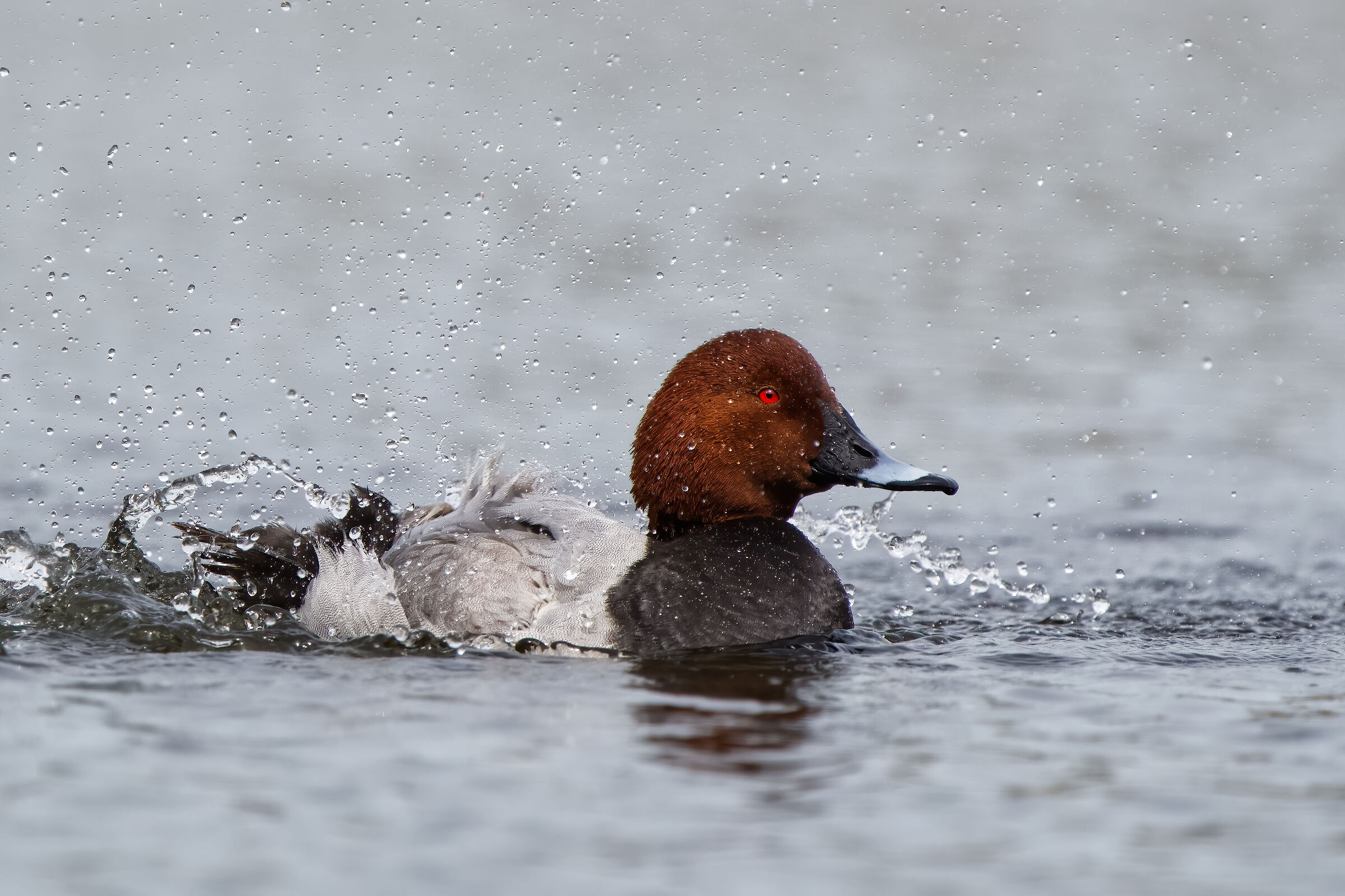 Moriglione (Aythya ferina)