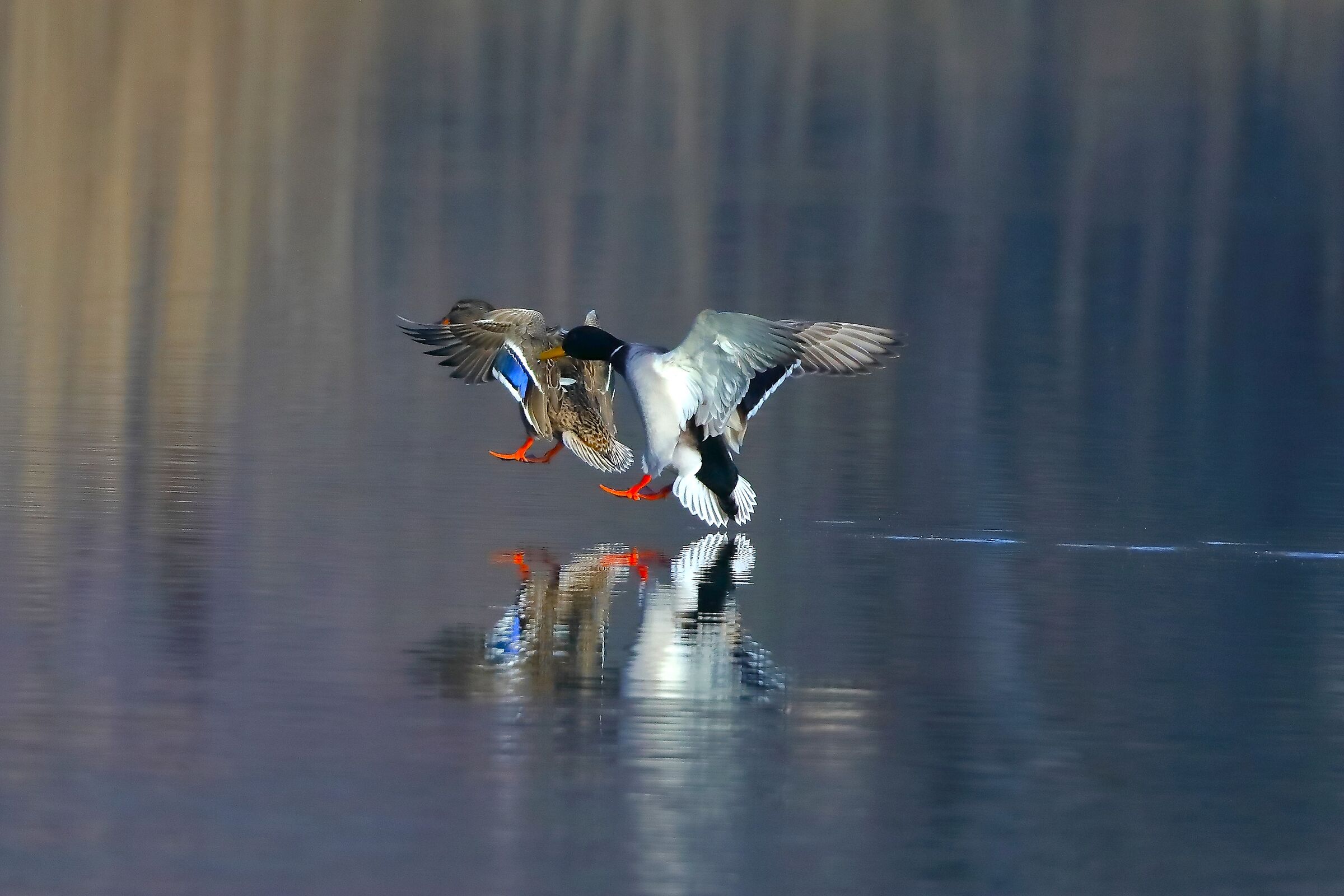 Germani 24 January 2024 - 0146