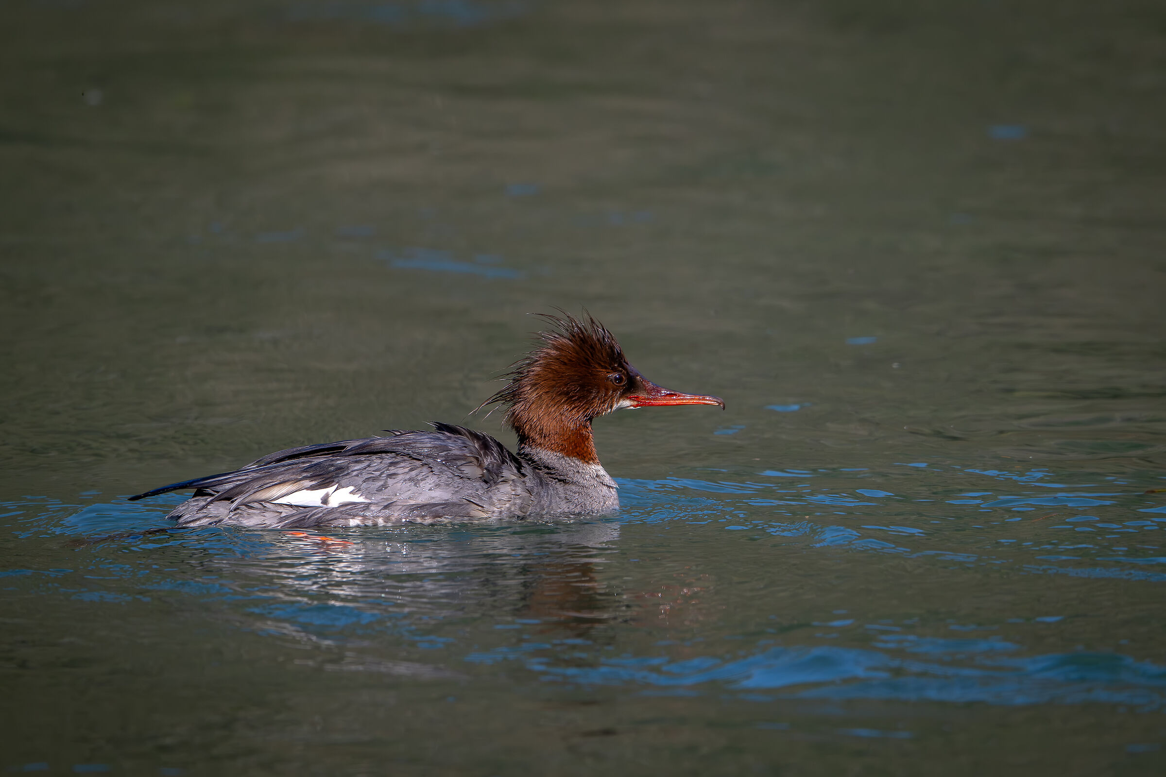Merganser