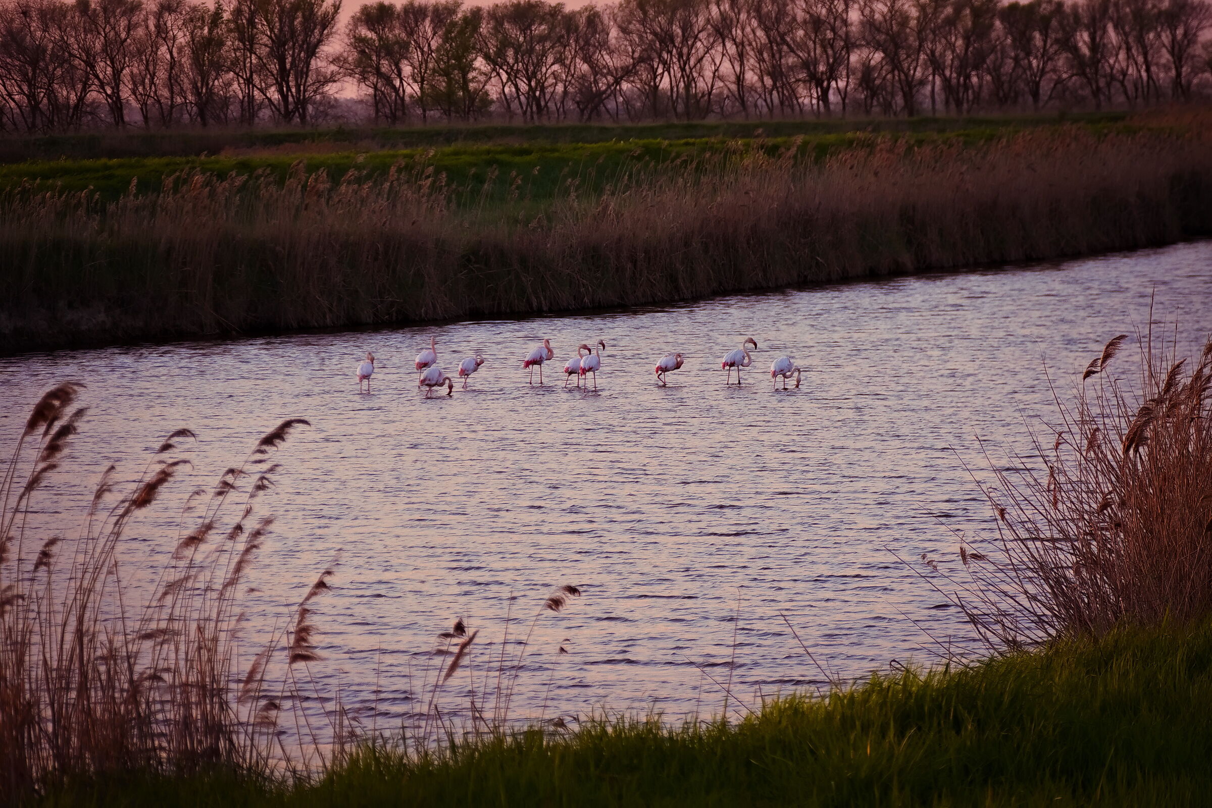 Flamingos at sunset