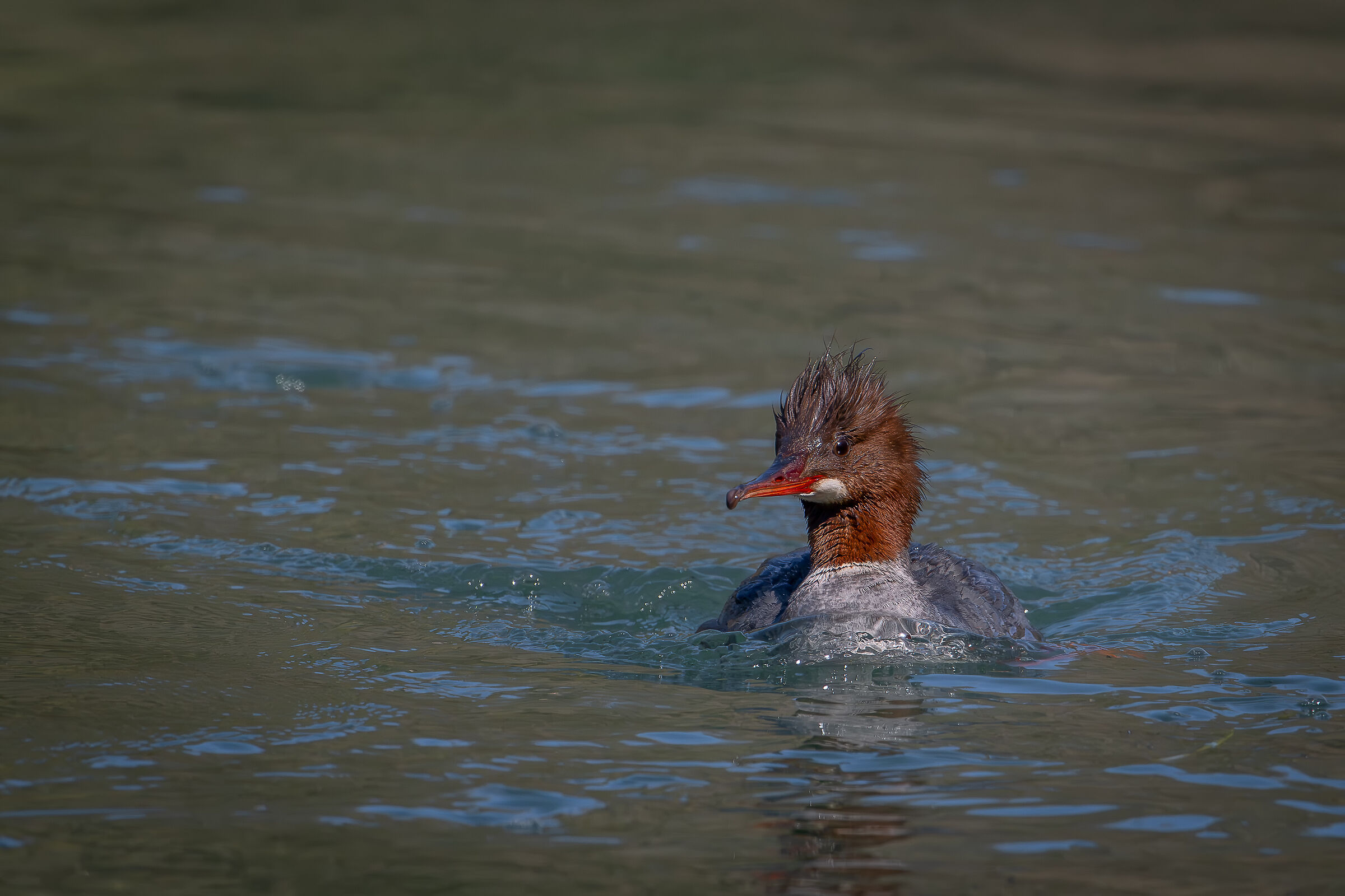 Merganser
