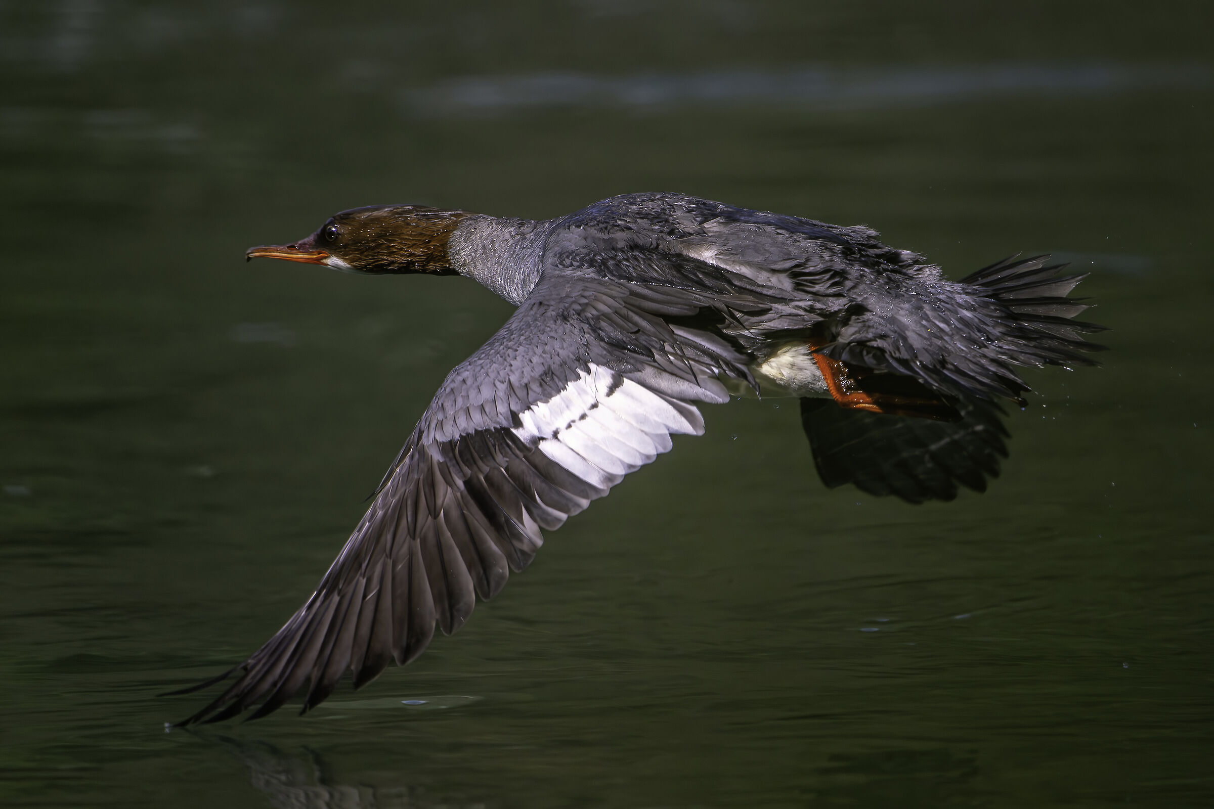Merganser