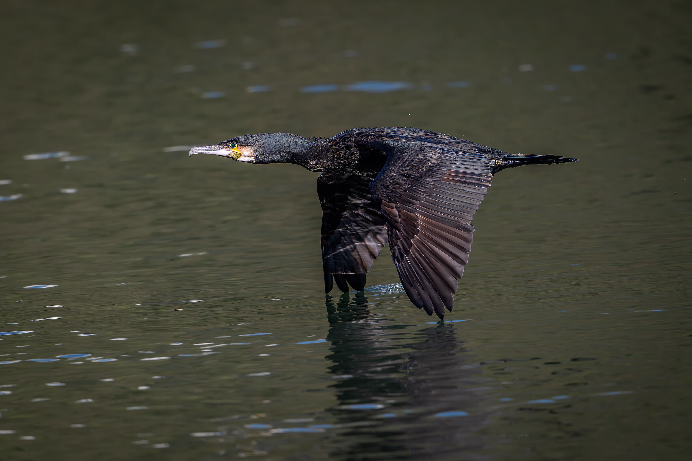 Cormorant