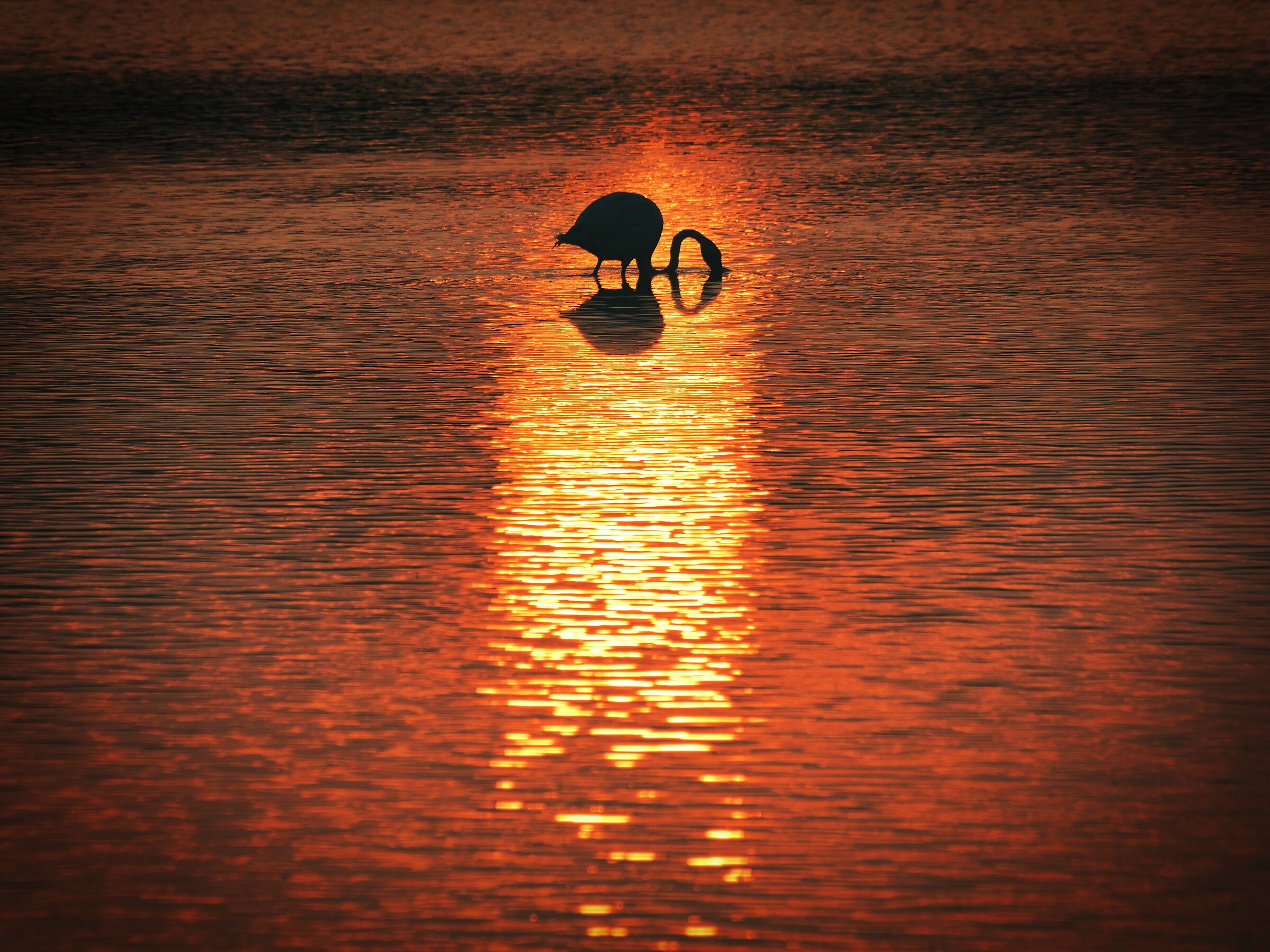 a bagno nel tramonto
