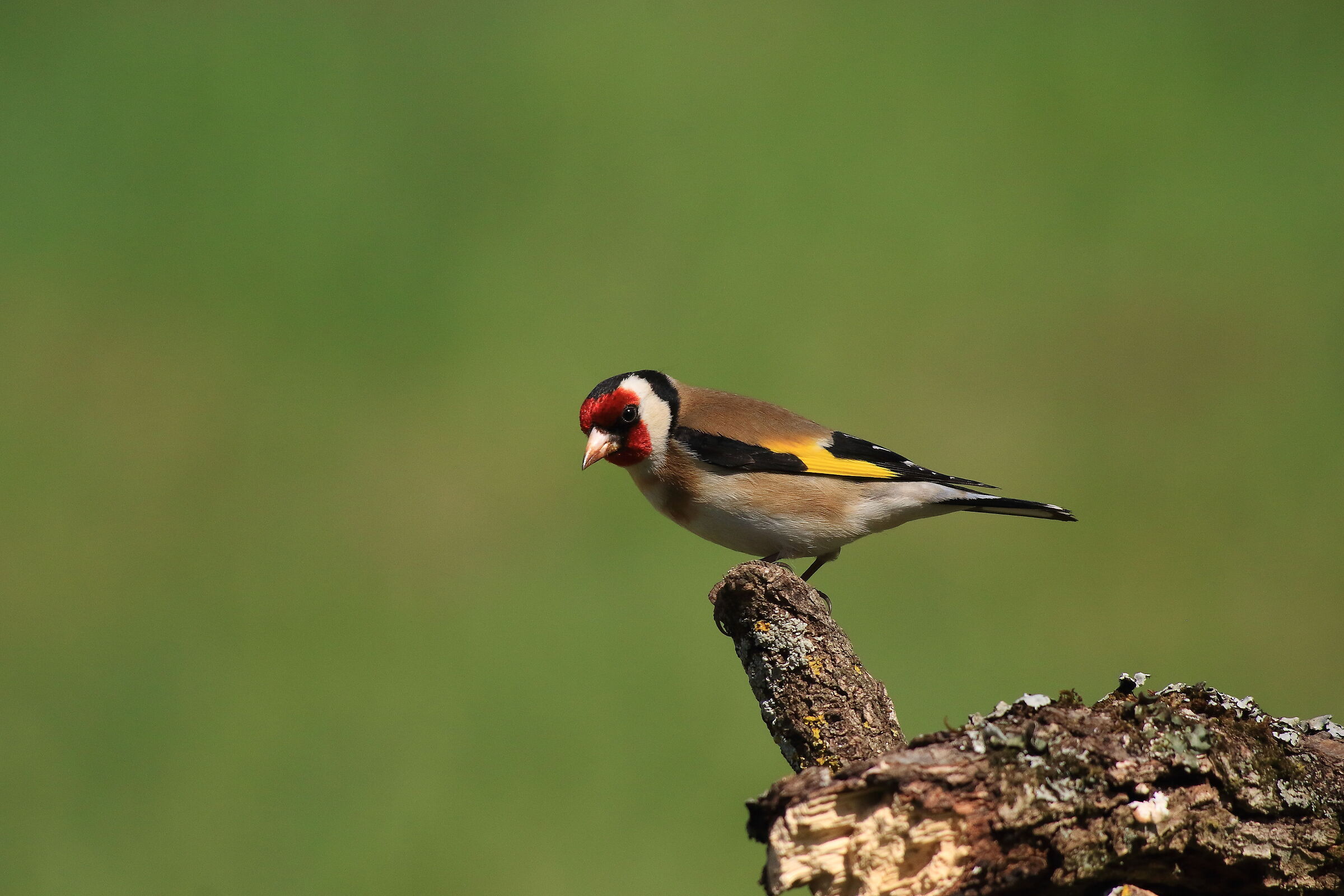 Cardellino