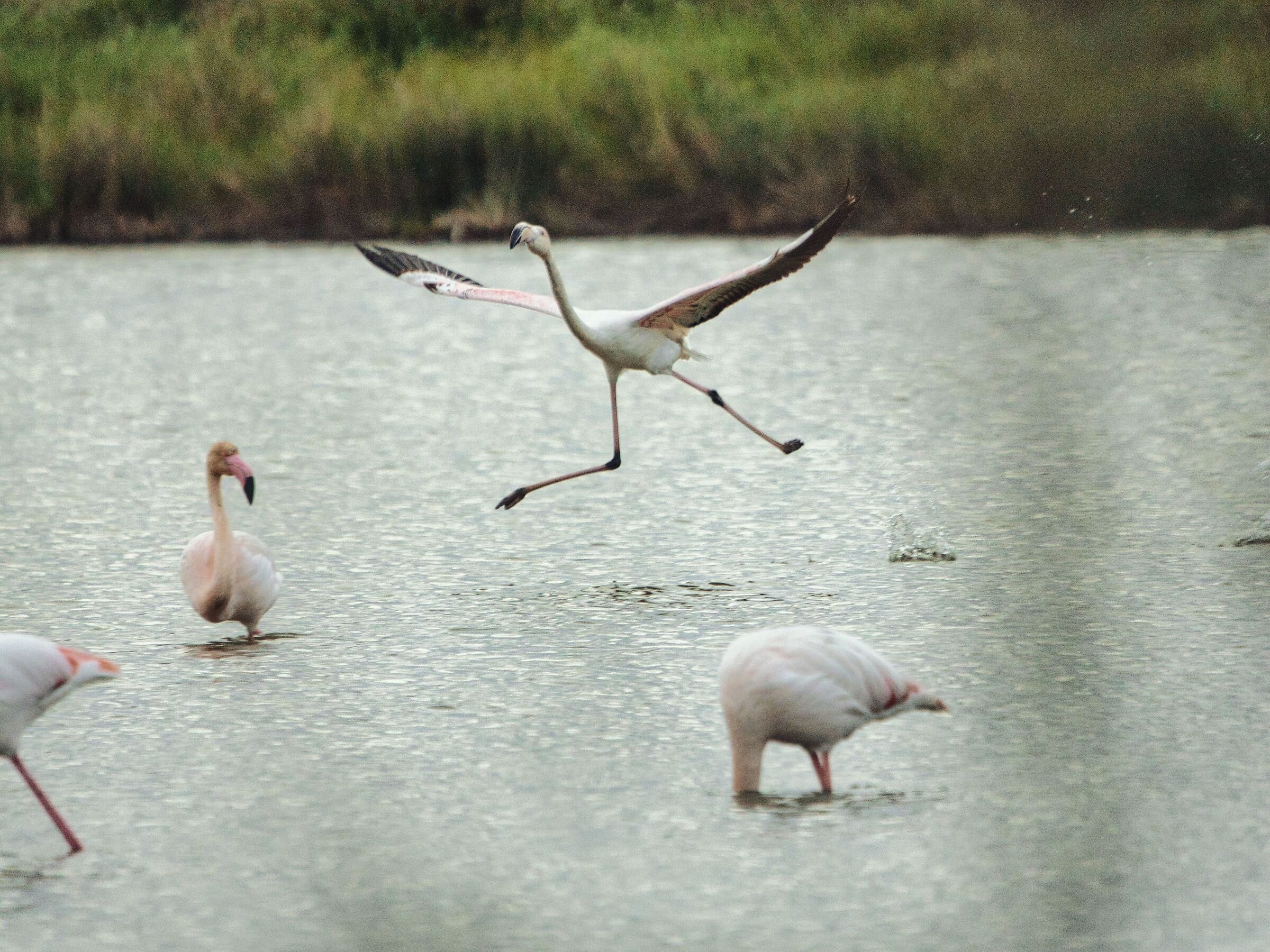 flamingos go crazy too