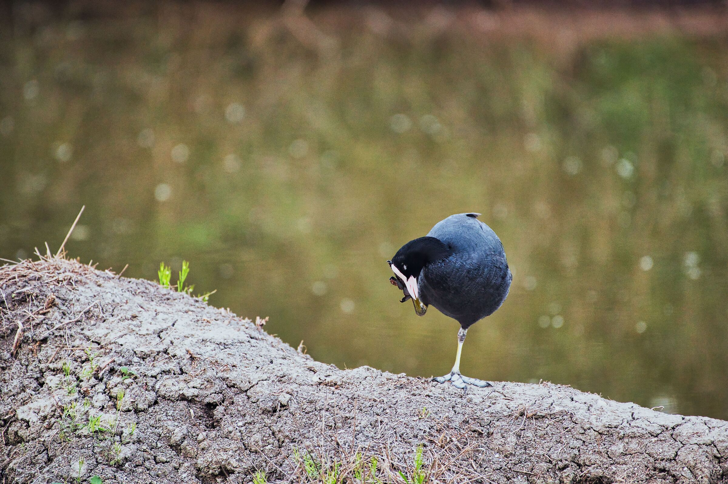 anche gli animali fanno yoga