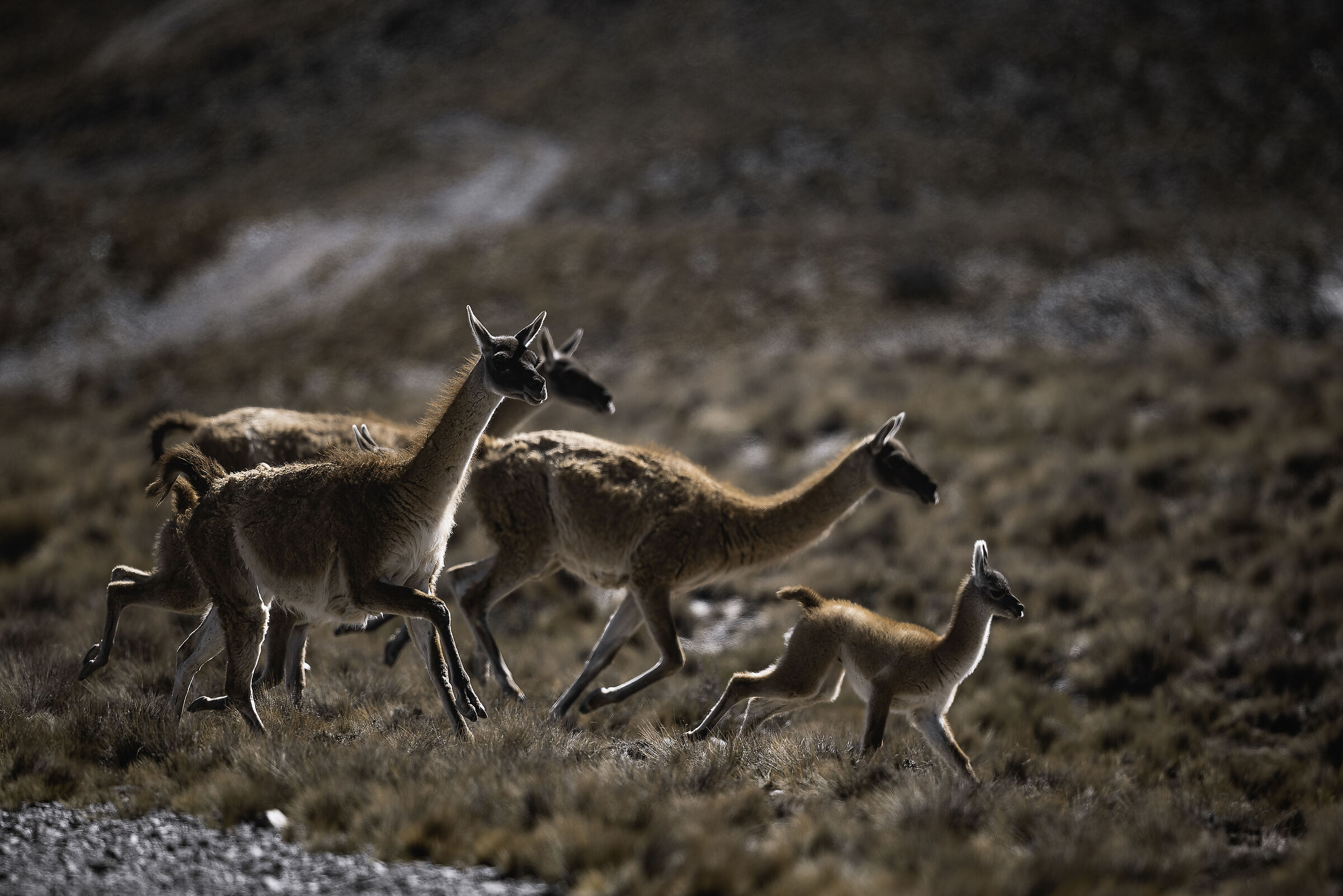Guanacos