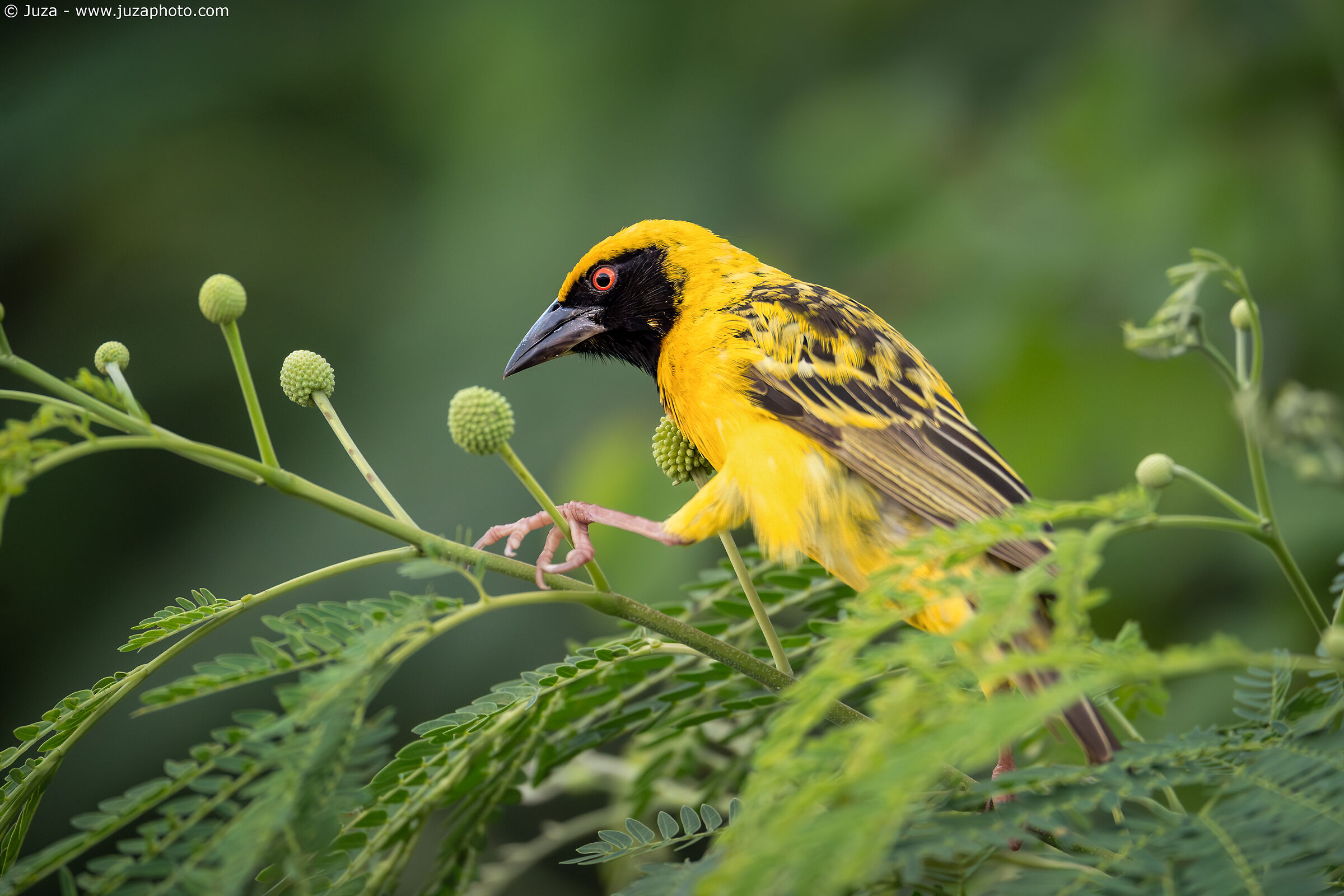 Black-headed weaver (Ploceus cucullatus)