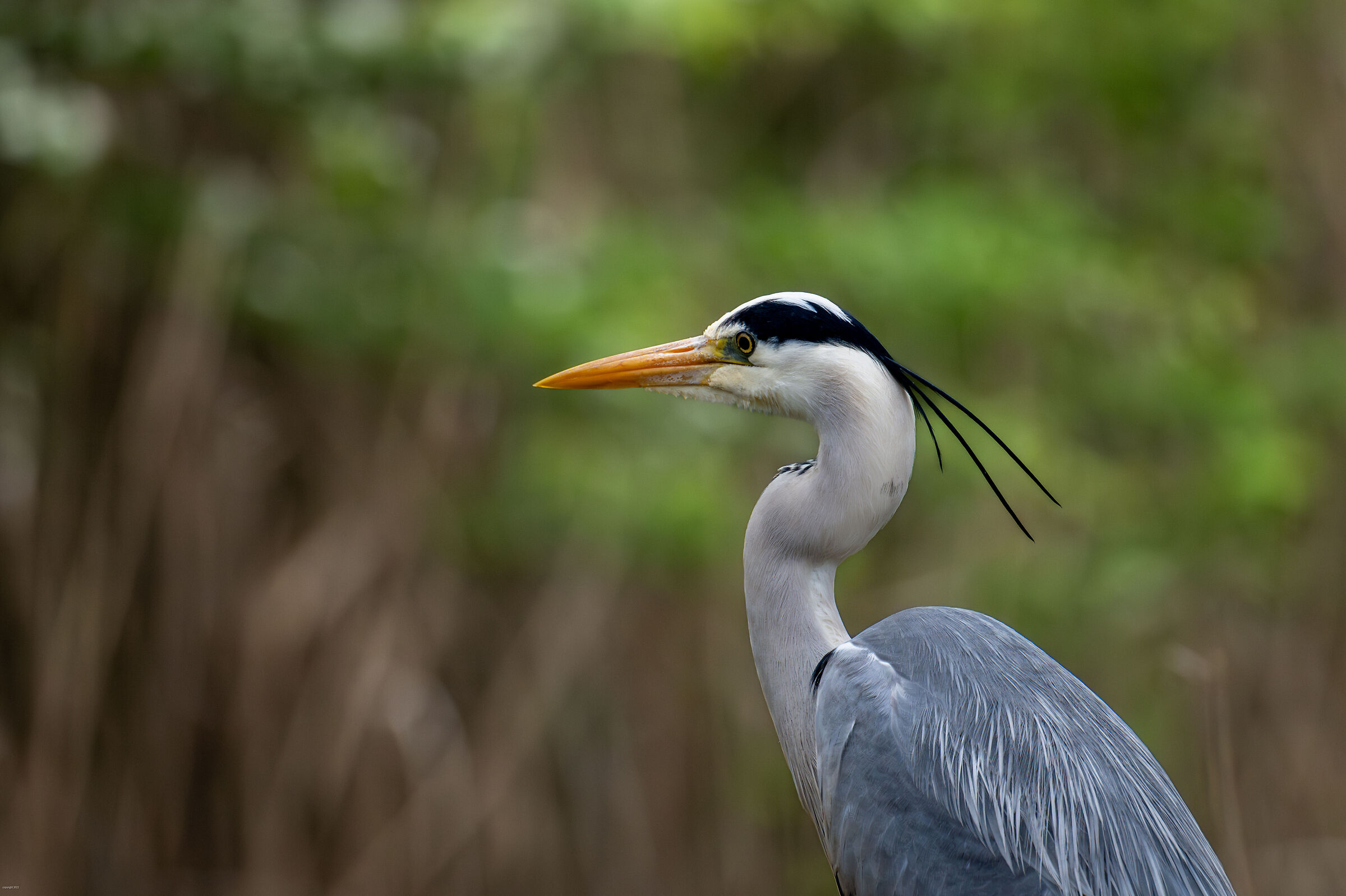 Grey heron