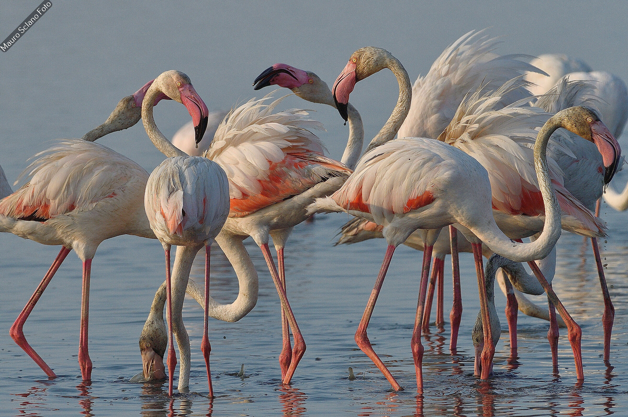 flamingoes