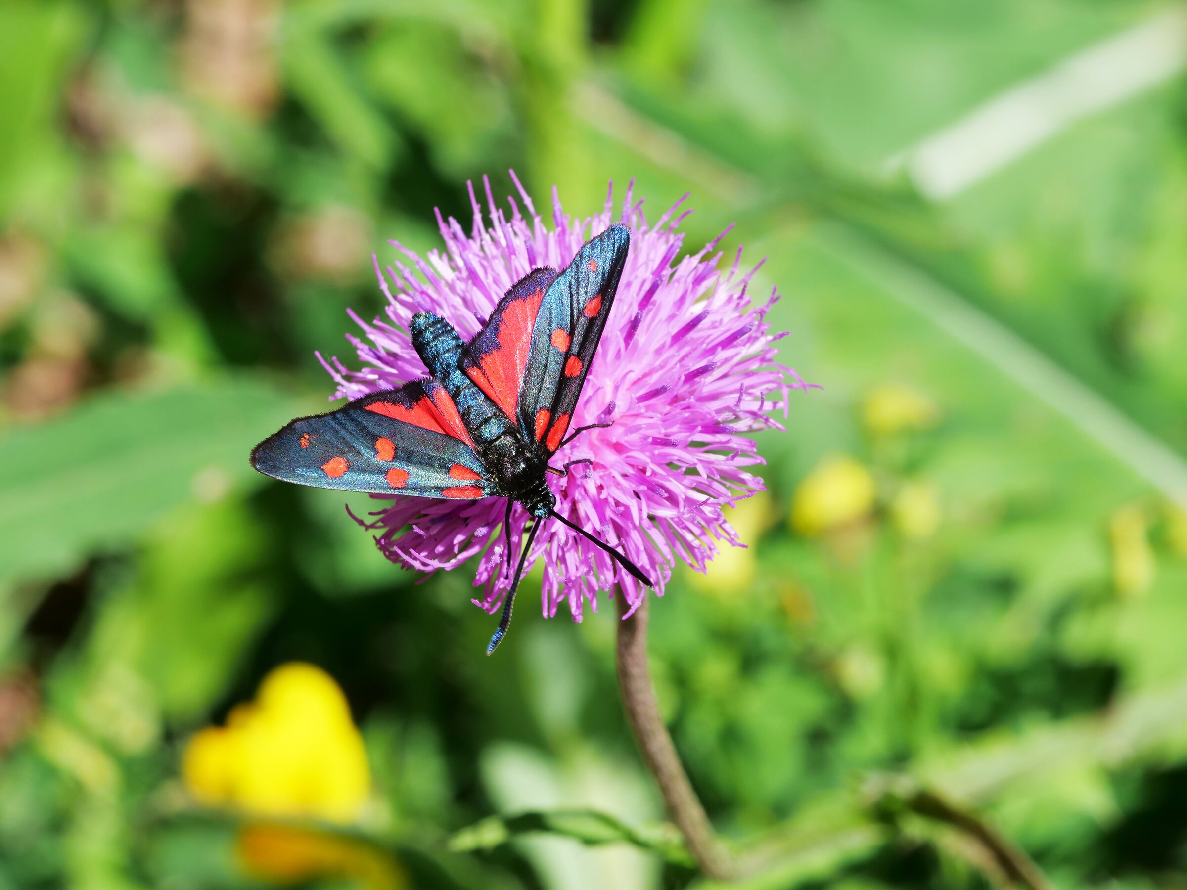 Zygaena transalpina