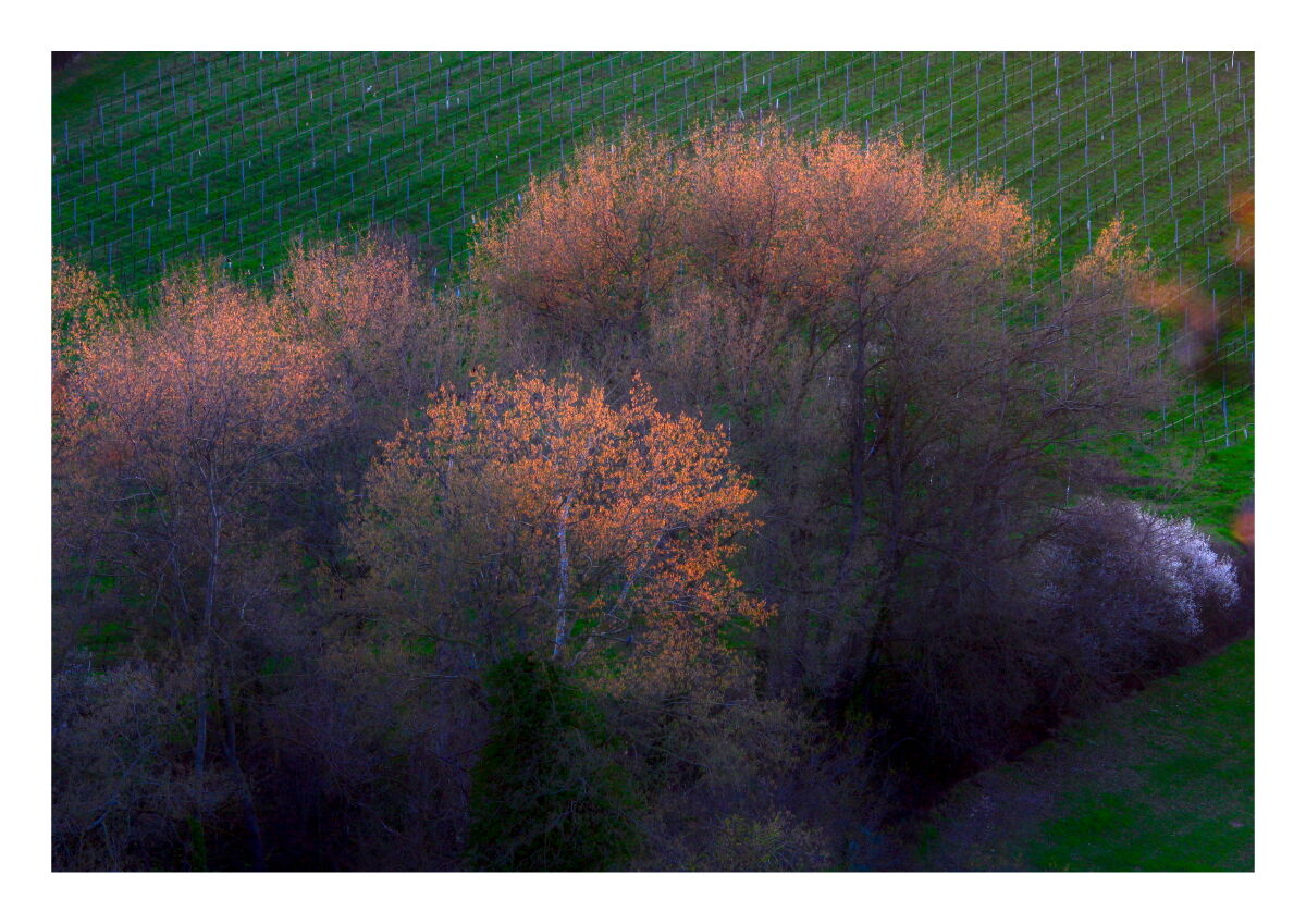 Impressions of Spring in my area