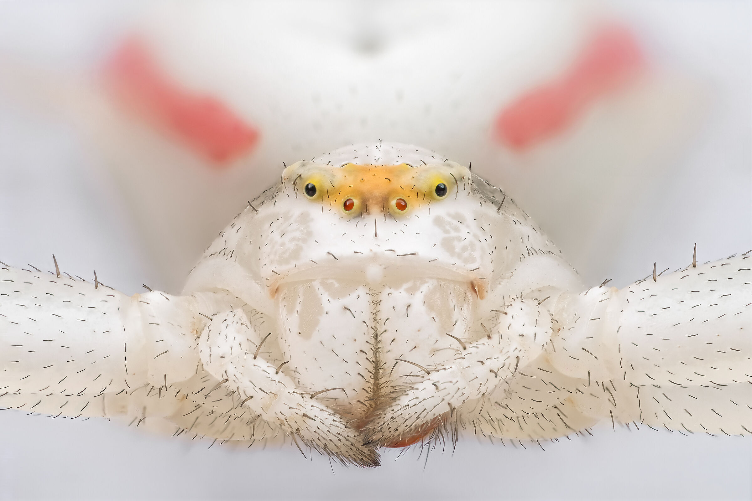 Misumena vatia &female;