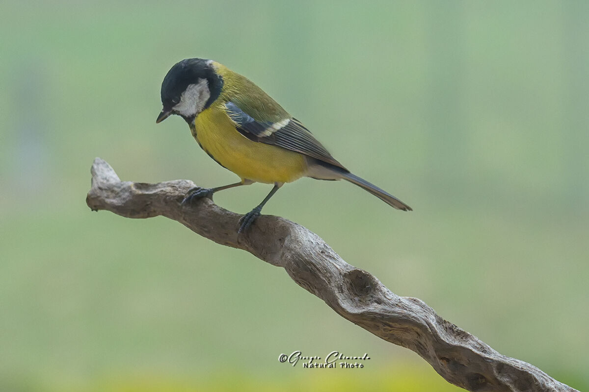 Cinciallegra curiosa