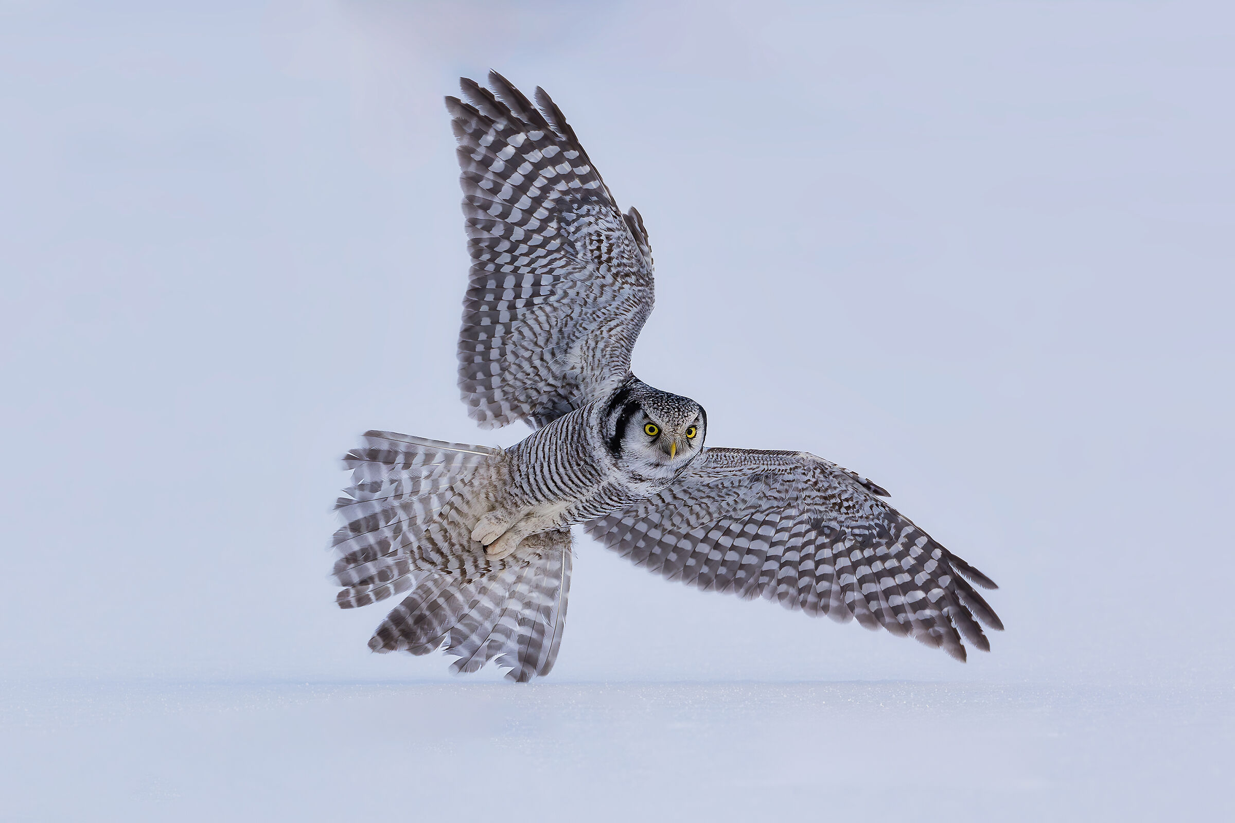 La virata dell'ulula