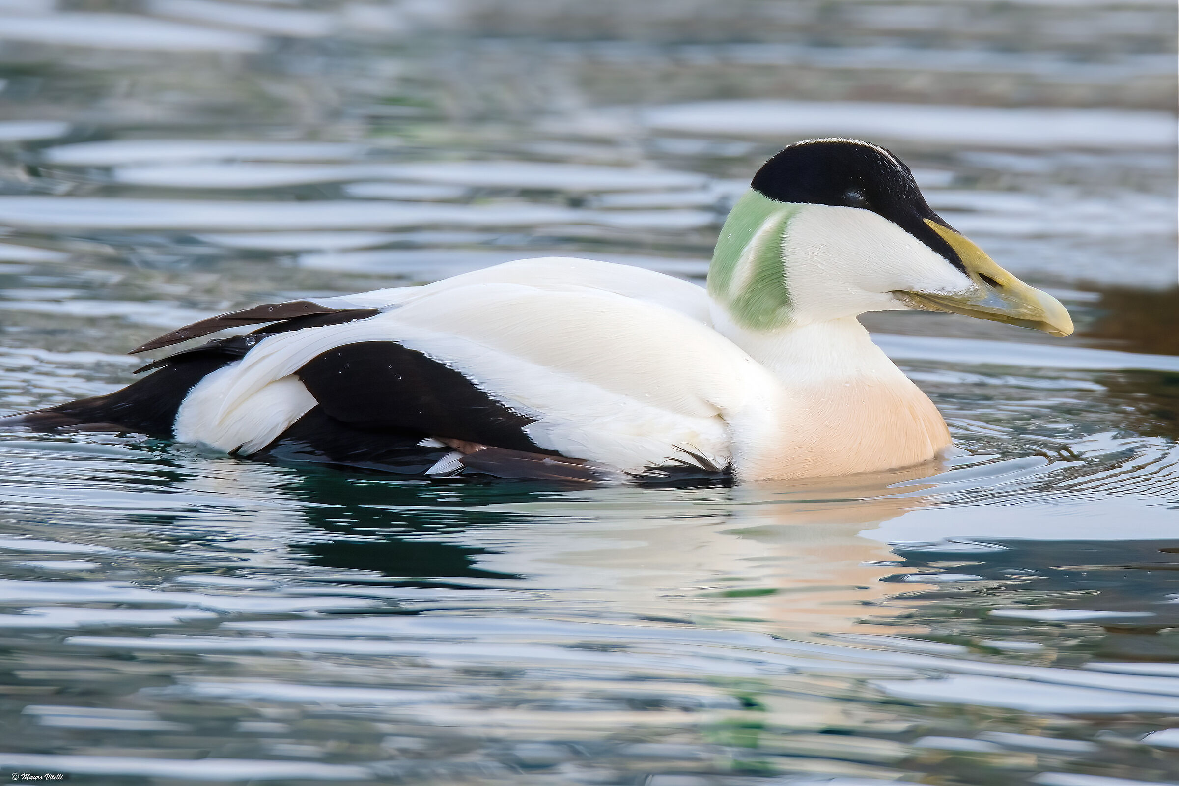 Eider (Somateria mollissima)