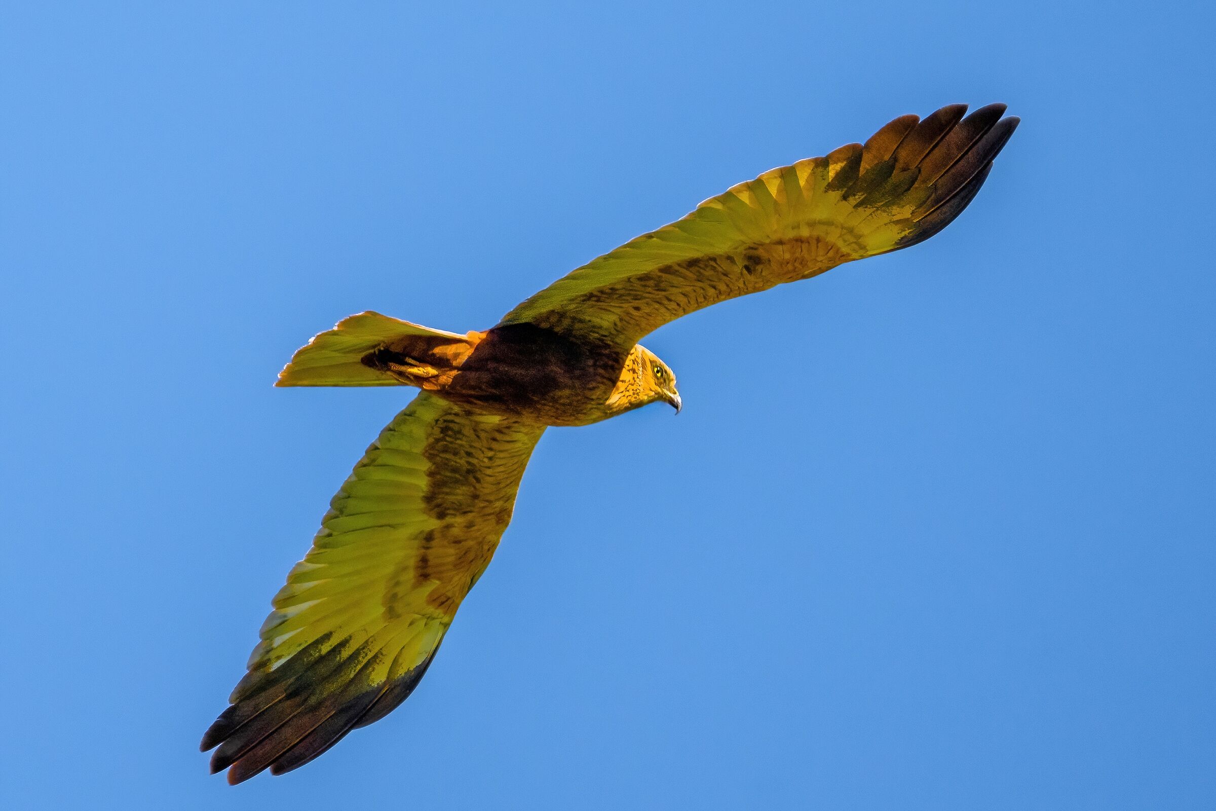 Marsh Harrier (Circus aeruginosus)