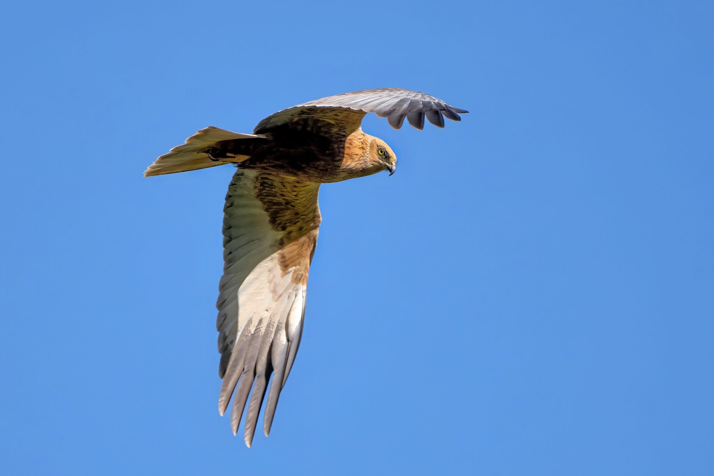 Marsh Harrier (Circus aeruginosus)