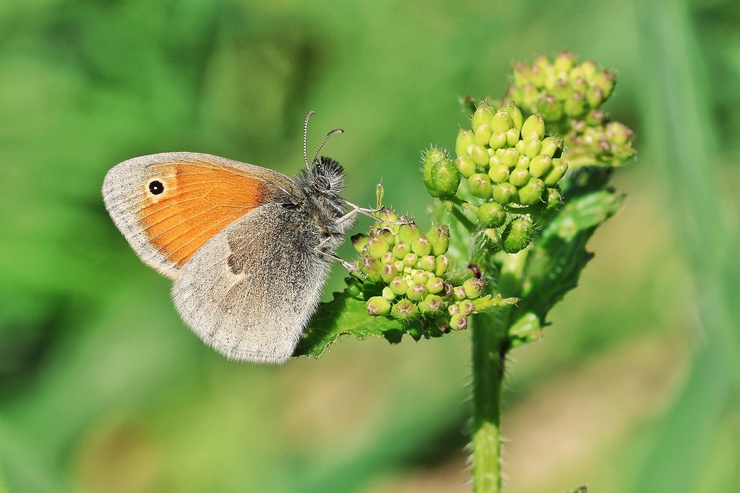 Coenonympha pamphilus